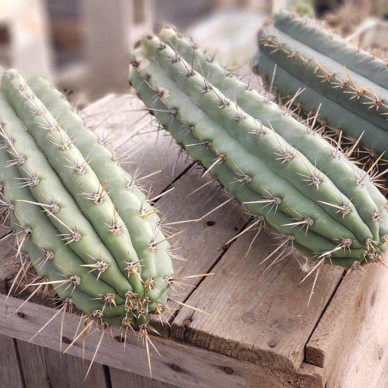 #EC112 EXACT Trichocereus Cuzcoensis Cactus CUTTING 10" approx