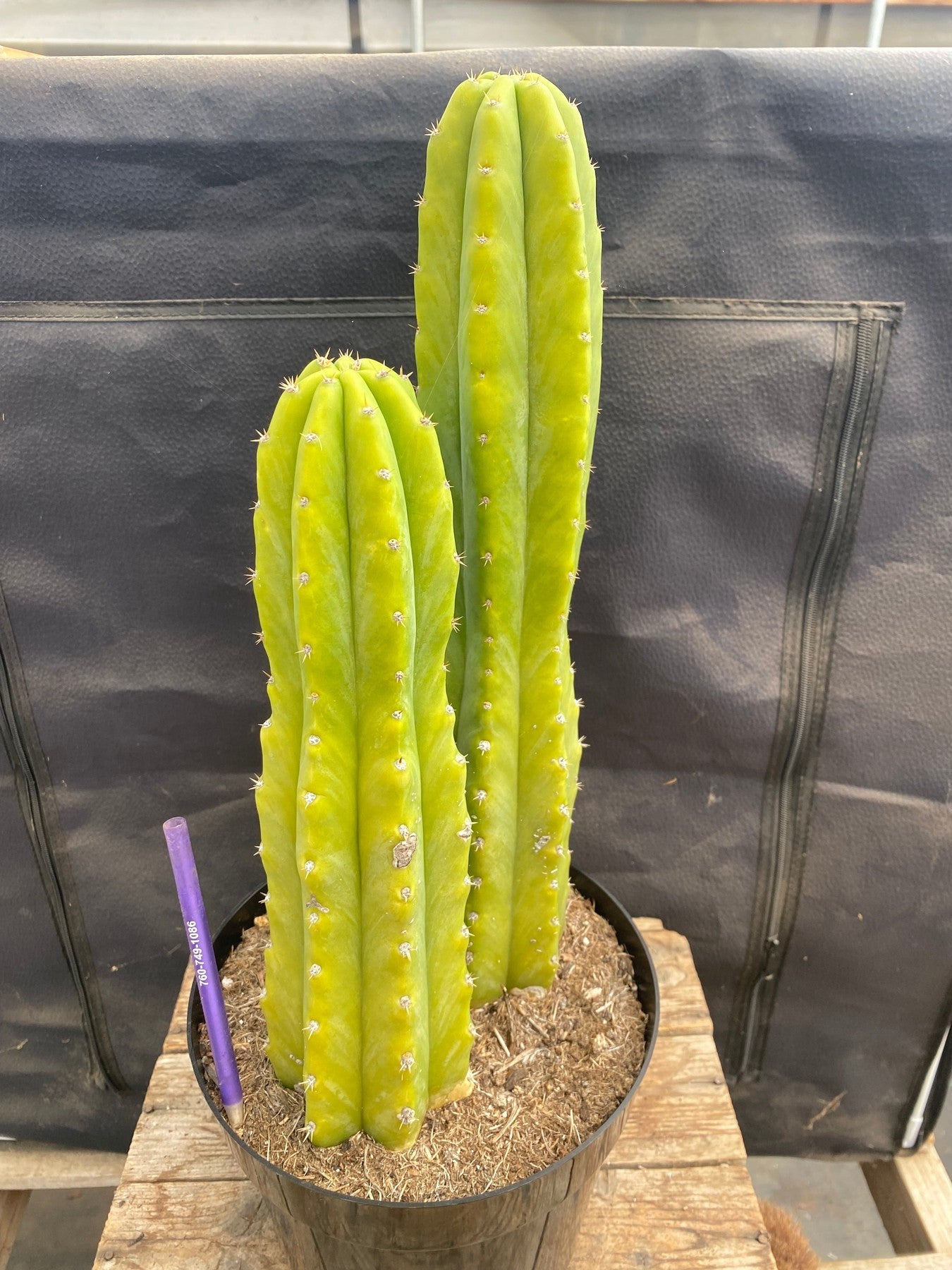 #EC114 EXACT Trichocereus Pachanoi "PC" Ornamental Cactus 14.5,11.5”-Cactus - Large - Exact-The Succulent Source
