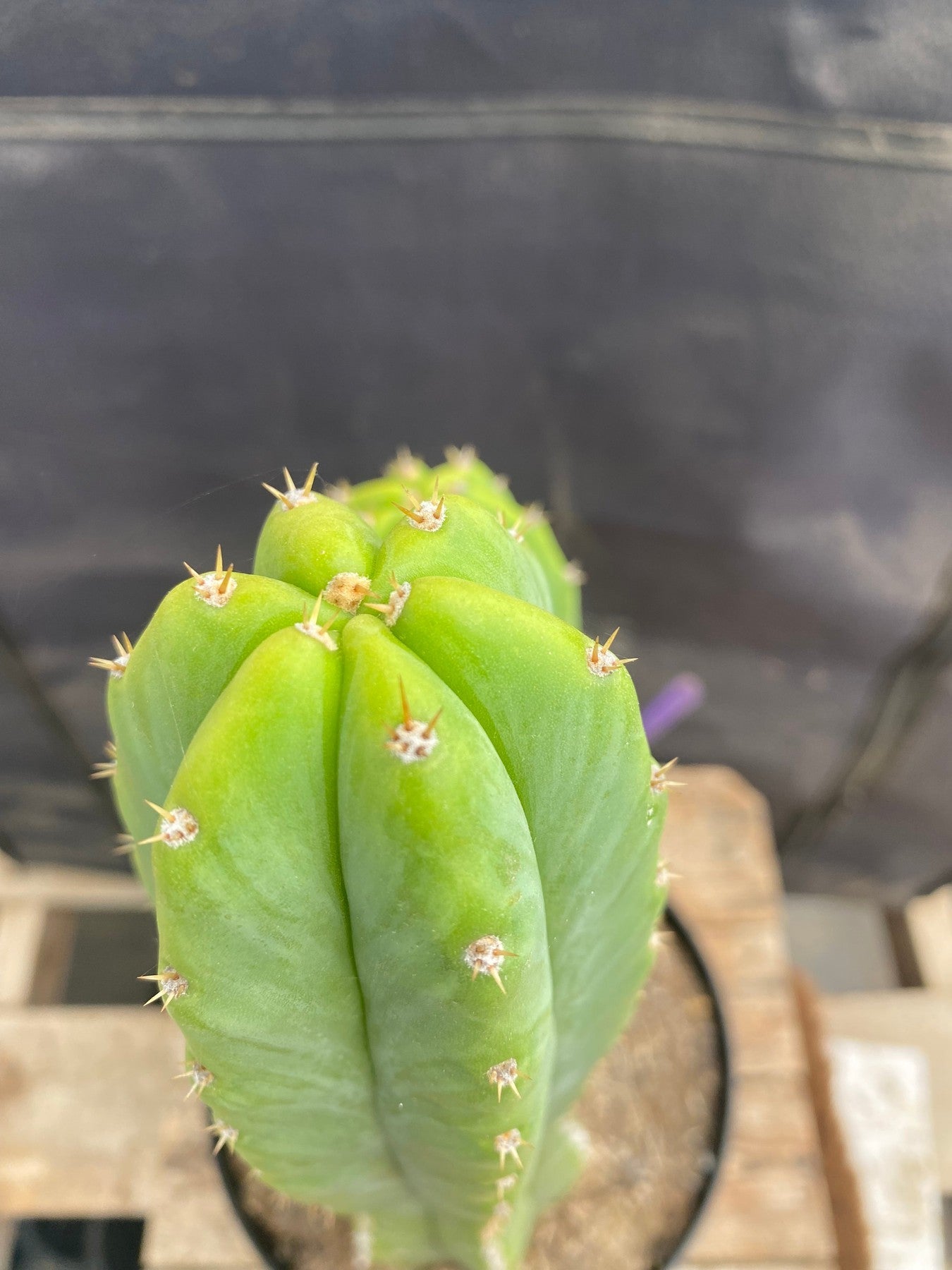 #EC114 EXACT Trichocereus Pachanoi "PC" Ornamental Cactus 14.5,11.5”-Cactus - Large - Exact-The Succulent Source