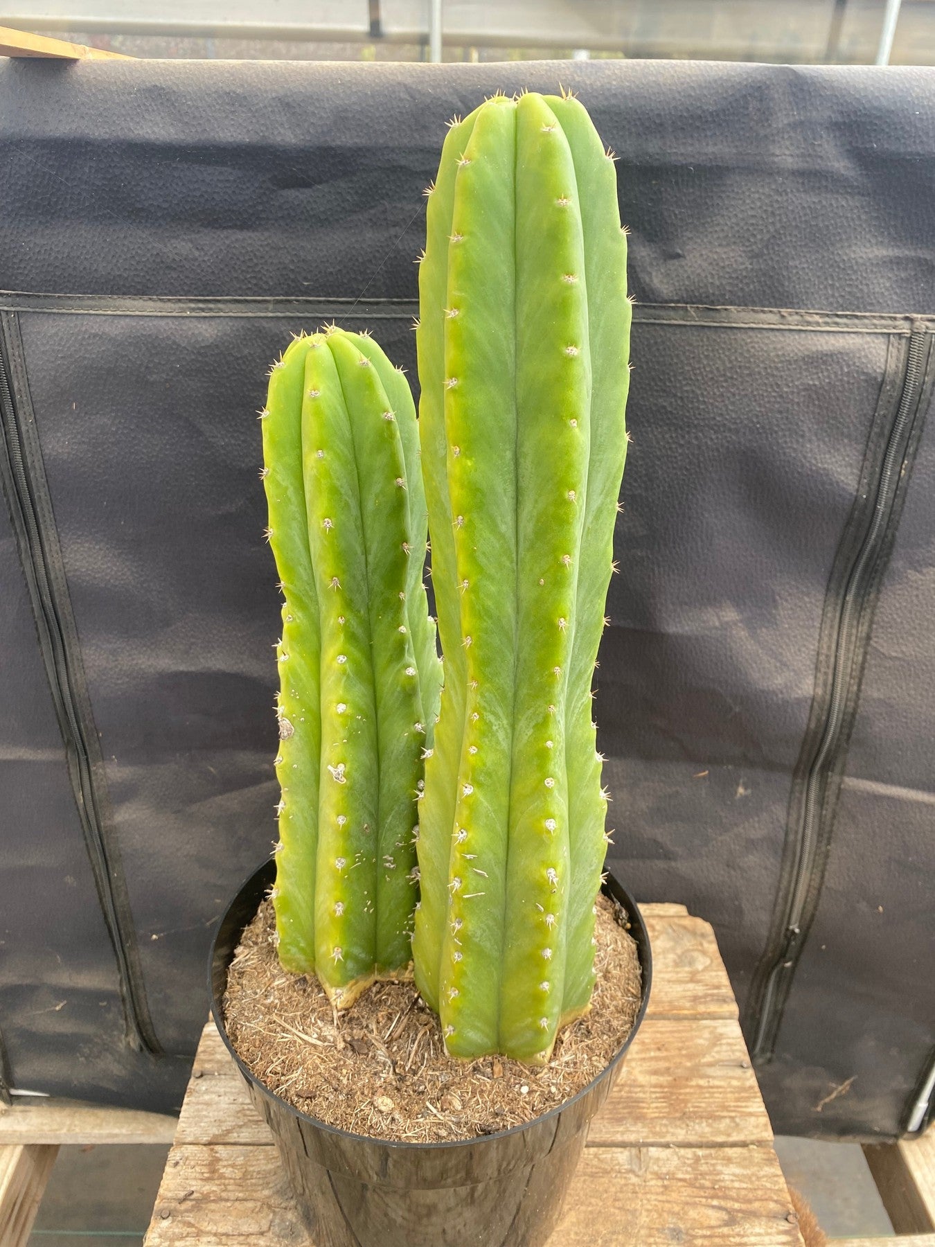 #EC114 EXACT Trichocereus Pachanoi "PC" Ornamental Cactus 14.5,11.5”-Cactus - Large - Exact-The Succulent Source