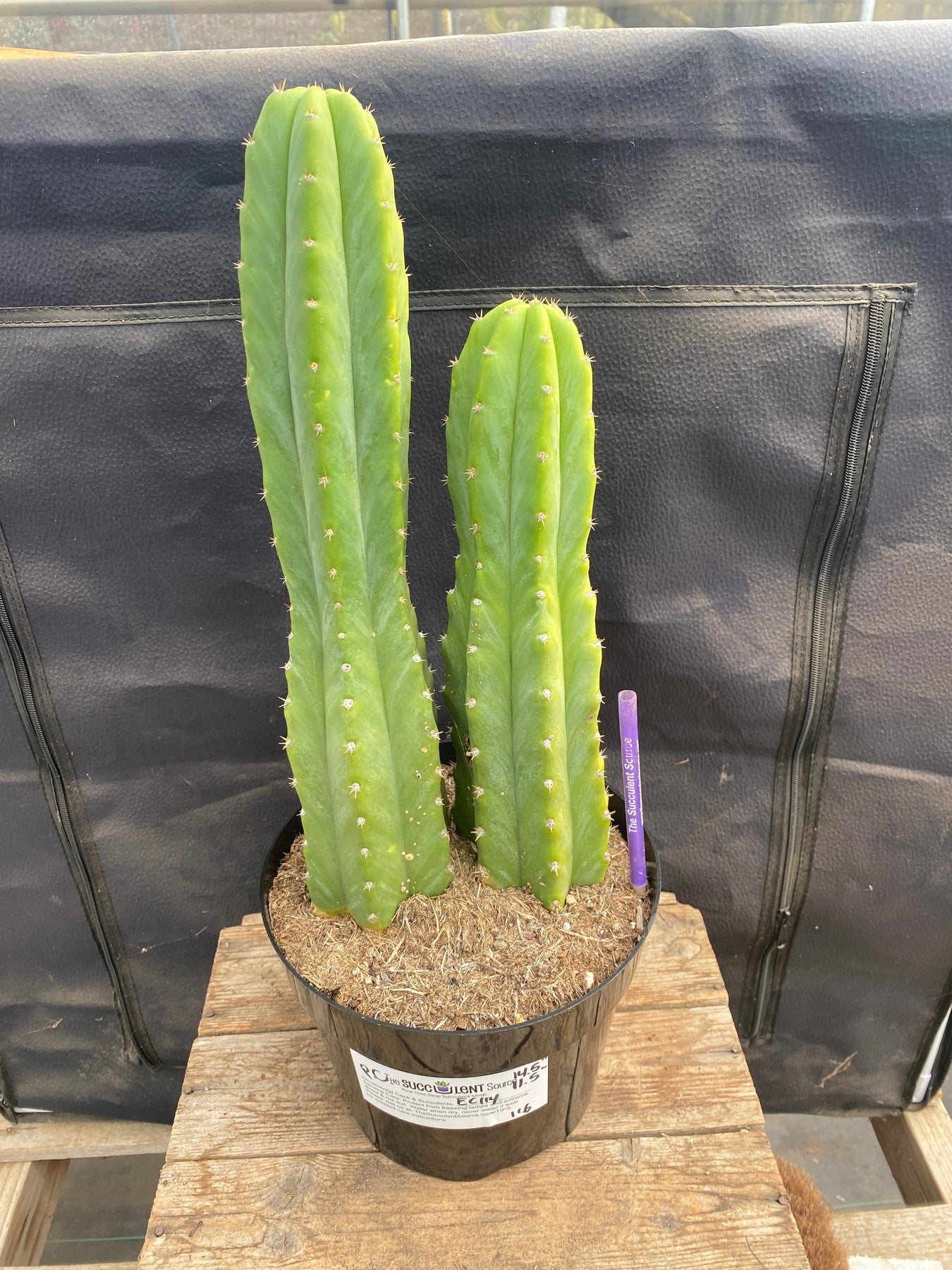 #EC114 EXACT Trichocereus Pachanoi "PC" Ornamental Cactus 14.5,11.5”-Cactus - Large - Exact-The Succulent Source