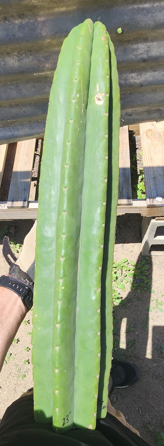 #EC115 EXACT Trichocereus Hybrid Malo4 X Huarazensis Cactus Cutting 23"-Cactus - Large - Exact-The Succulent Source