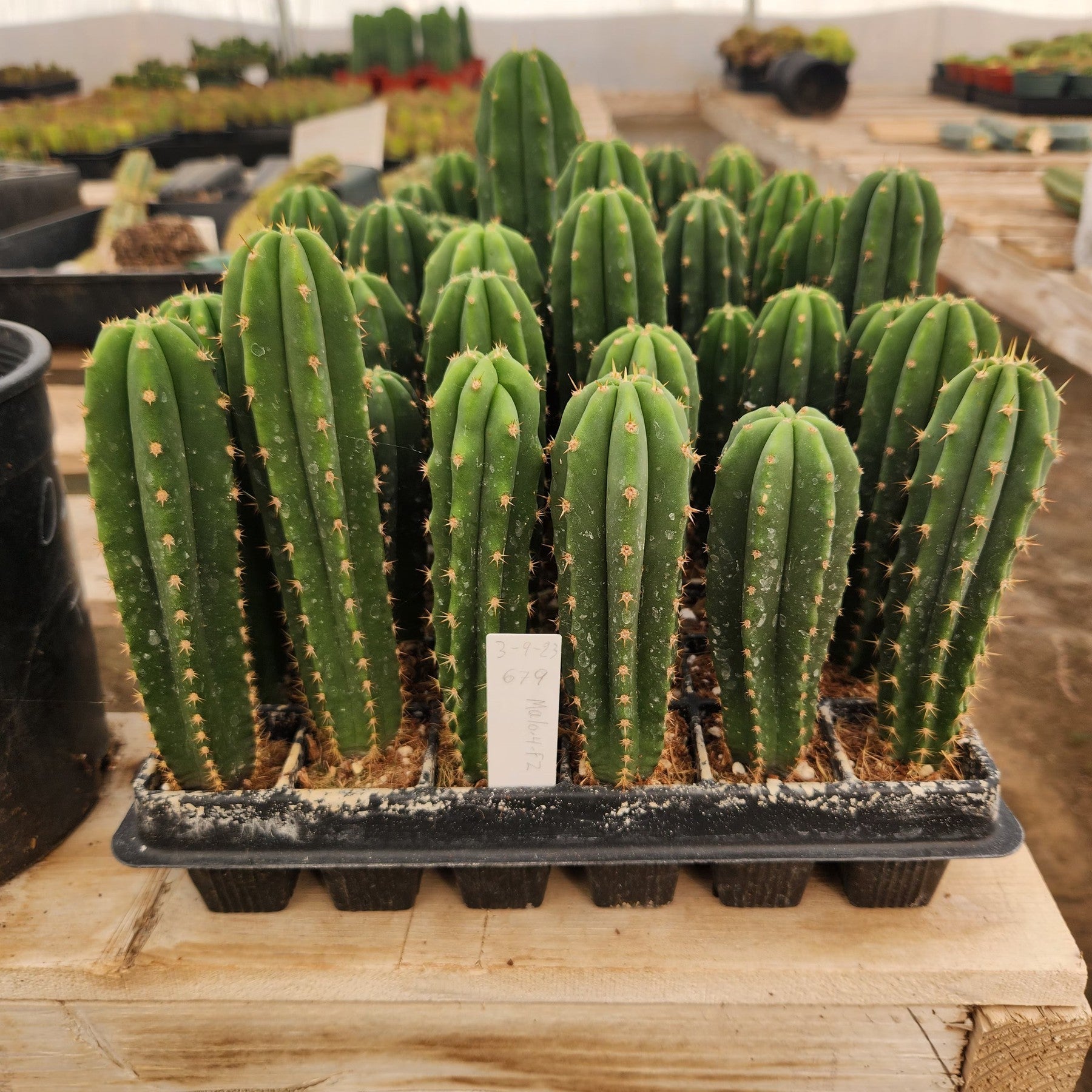 #EC115 EXACT Trichocereus Hybrid Malo4 X Malo4 F2 Cactus Seedlings 3-4"-Cactus - Large - Exact-The Succulent Source