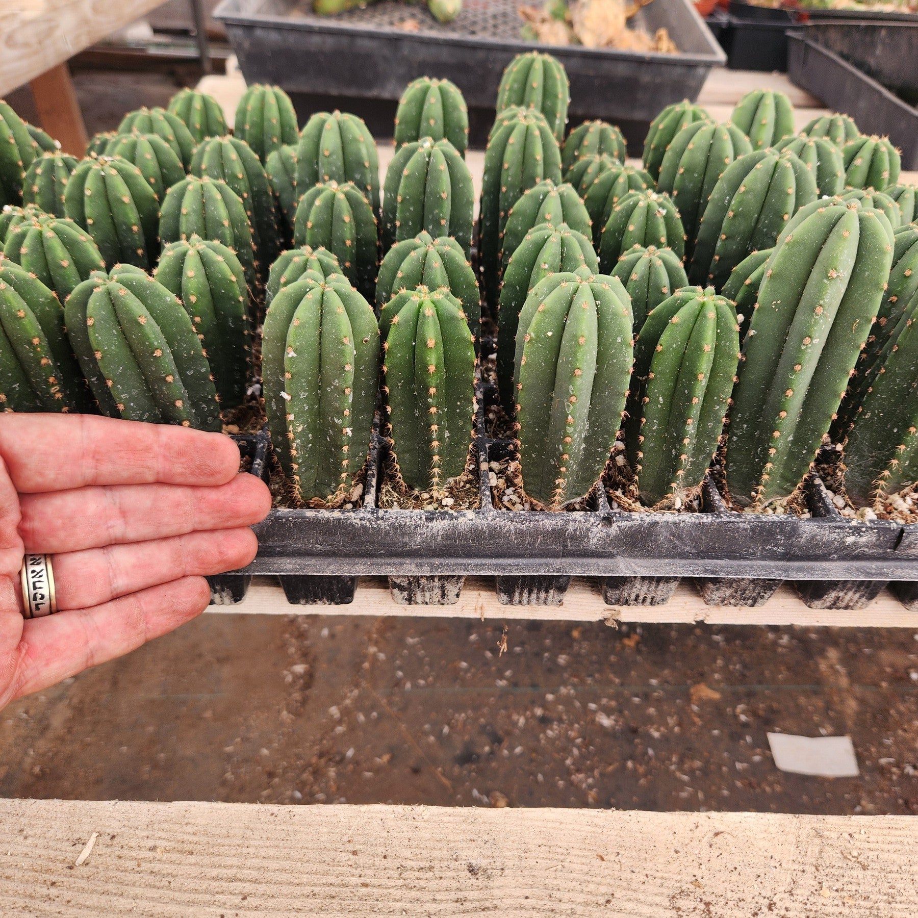 #EC115 EXACT Trichocereus Hybrid Scopulicola Cactus Culture X Scop Tudo Seedlings 3-4"-Cactus - Large - Exact-The Succulent Source