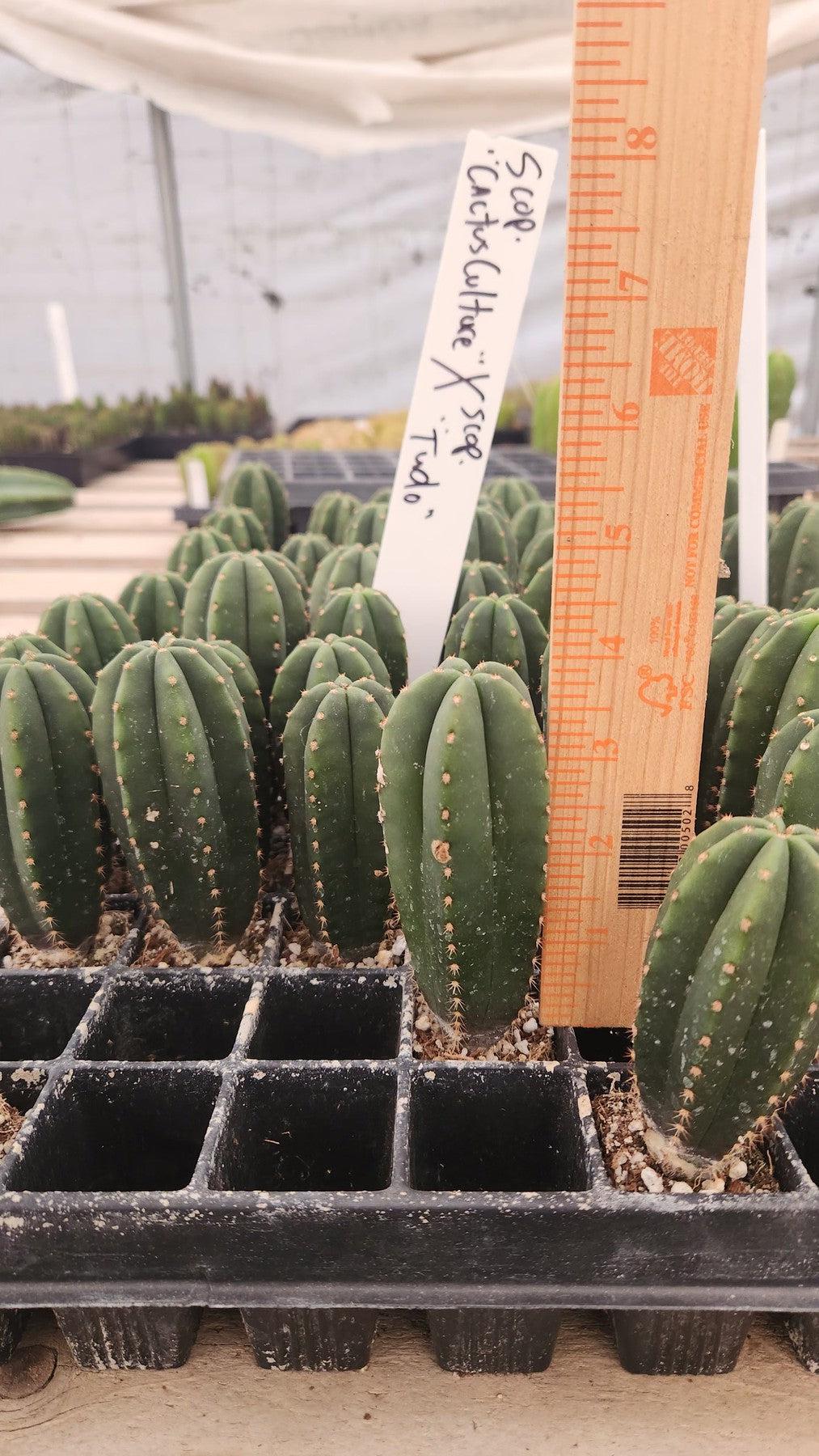 #EC115 EXACT Trichocereus Hybrid Scopulicola Cactus Culture X Scop Tudo Seedlings 3-4"-Cactus - Large - Exact-The Succulent Source