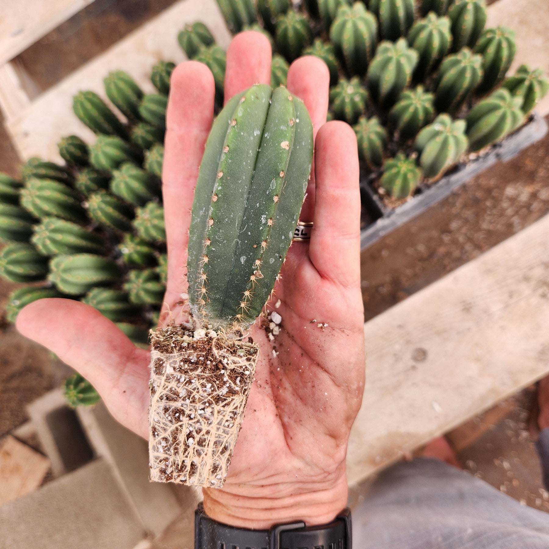 #EC115 EXACT Trichocereus Hybrid Scopulicola Cactus Culture X Scop Tudo Seedlings 3-4"-Cactus - Large - Exact-The Succulent Source