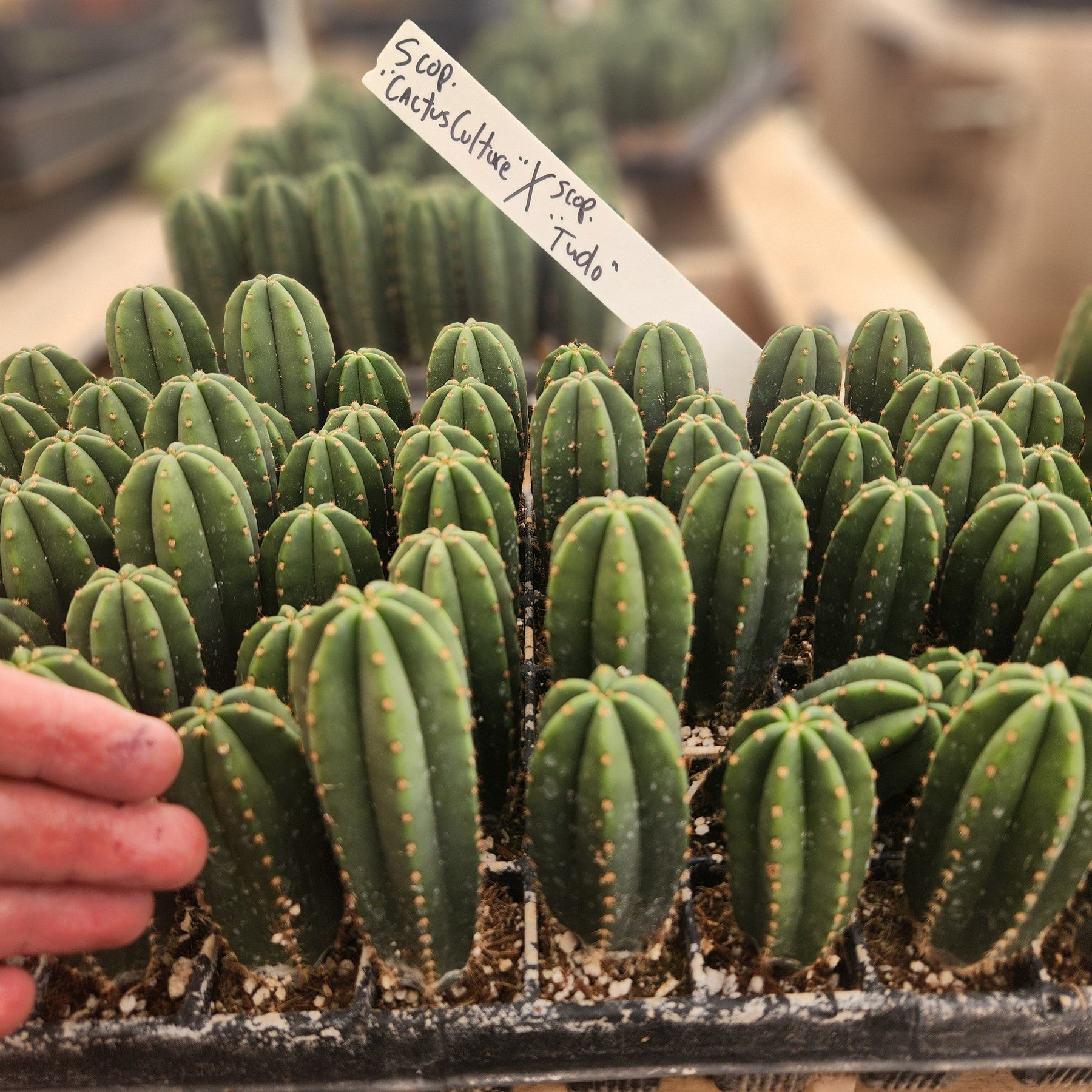 #EC115 EXACT Trichocereus Hybrid Scopulicola Cactus Culture X Scop Tudo Seedlings 3-4"-Cactus - Large - Exact-The Succulent Source