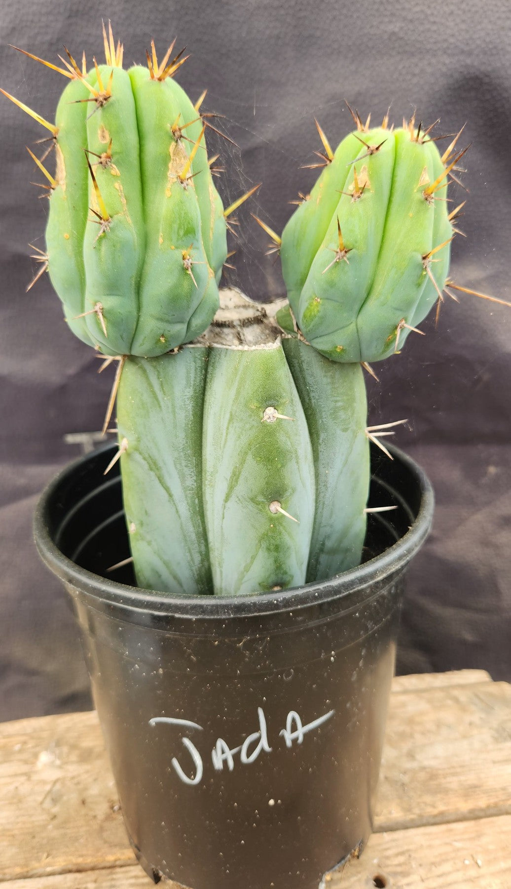 #EC117 EXACT Trichocereus Bridgesii JADA Cactus 13"-Cactus - Large - Exact-The Succulent Source