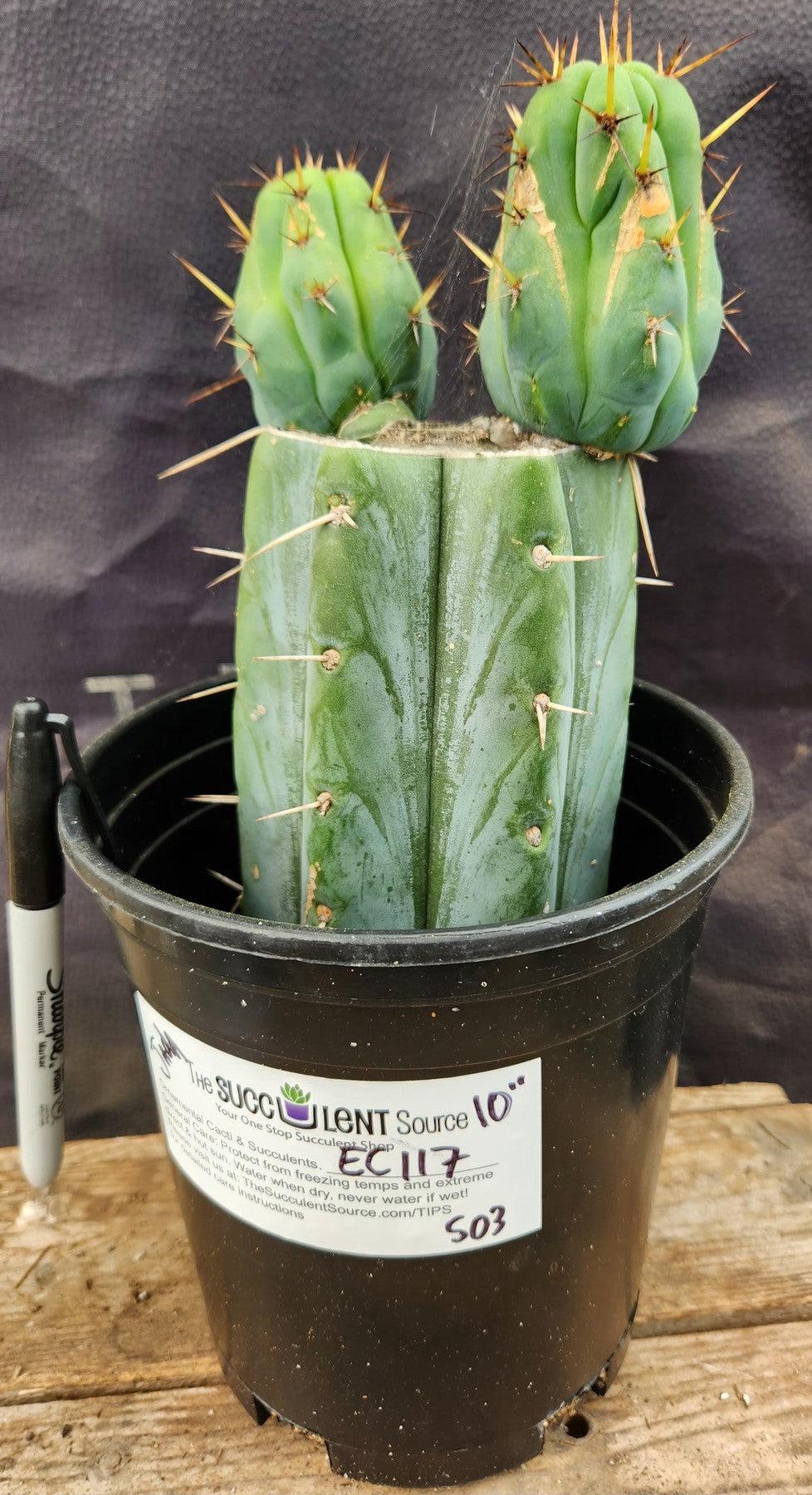 #EC117 EXACT Trichocereus Bridgesii JADA Cactus 13"-Cactus - Large - Exact-The Succulent Source