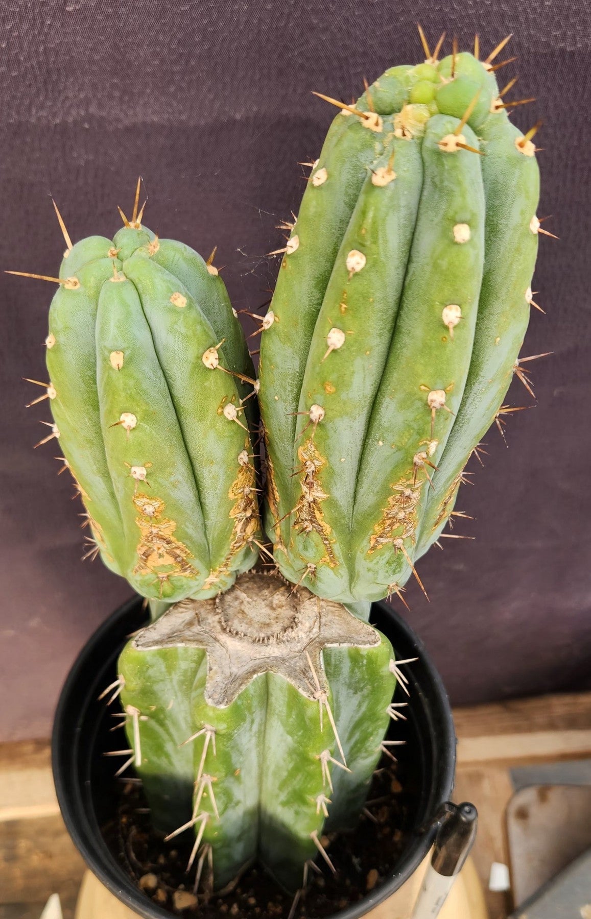 #EC117 EXACT Trichocereus Bridgesii JADA Cactus 13.5"-Cactus - Large - Exact-The Succulent Source