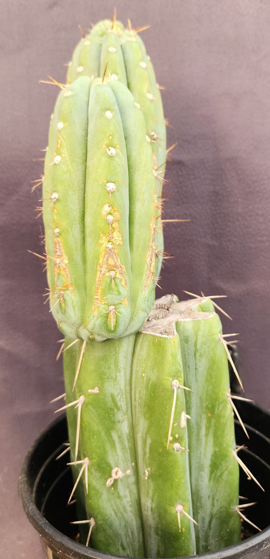 #EC117 EXACT Trichocereus Bridgesii JADA Cactus 13.5"-Cactus - Large - Exact-The Succulent Source