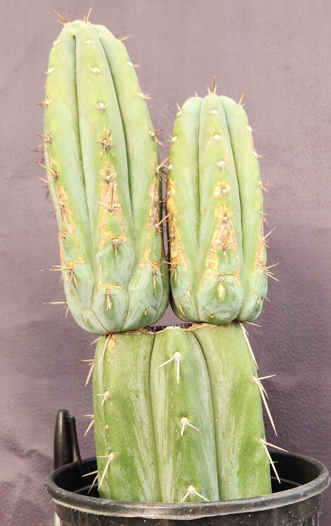 #EC117 EXACT Trichocereus Bridgesii JADA Cactus 13.5"-Cactus - Large - Exact-The Succulent Source