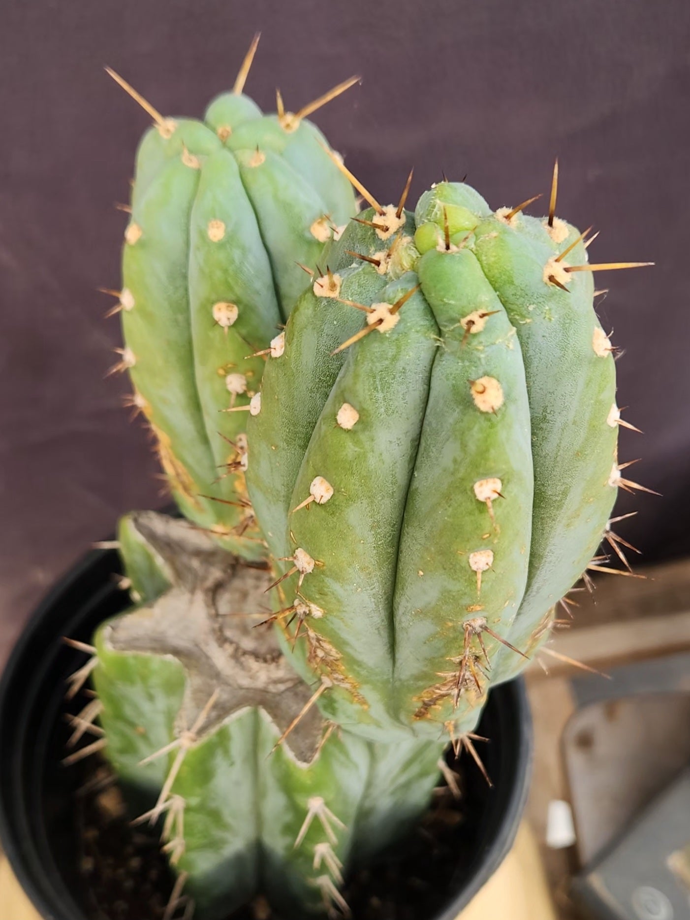 #EC117 EXACT Trichocereus Bridgesii JADA Cactus 13.5"-Cactus - Large - Exact-The Succulent Source