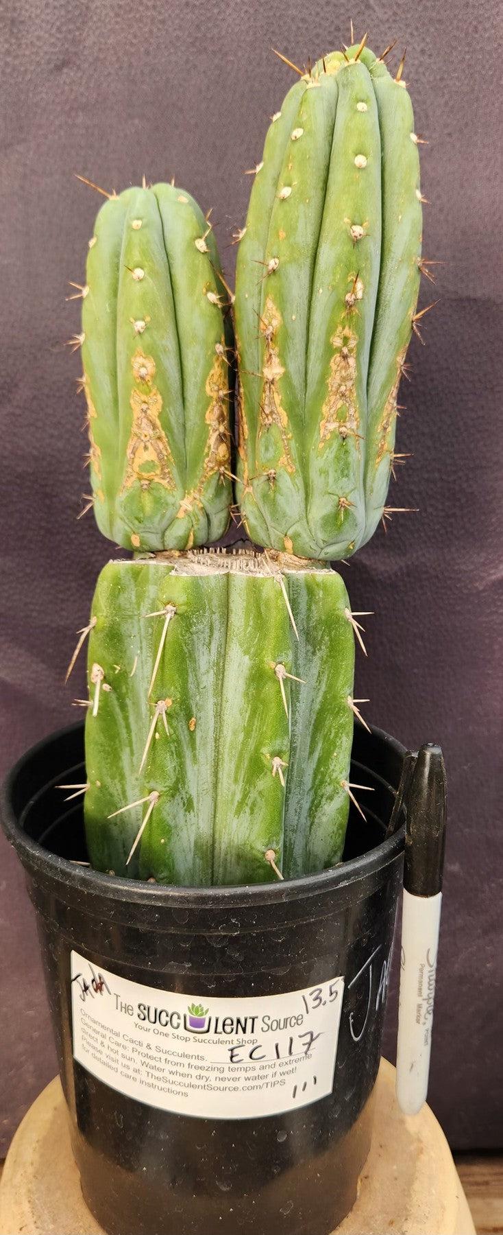 #EC117 EXACT Trichocereus Bridgesii JADA Cactus 13.5"-Cactus - Large - Exact-The Succulent Source