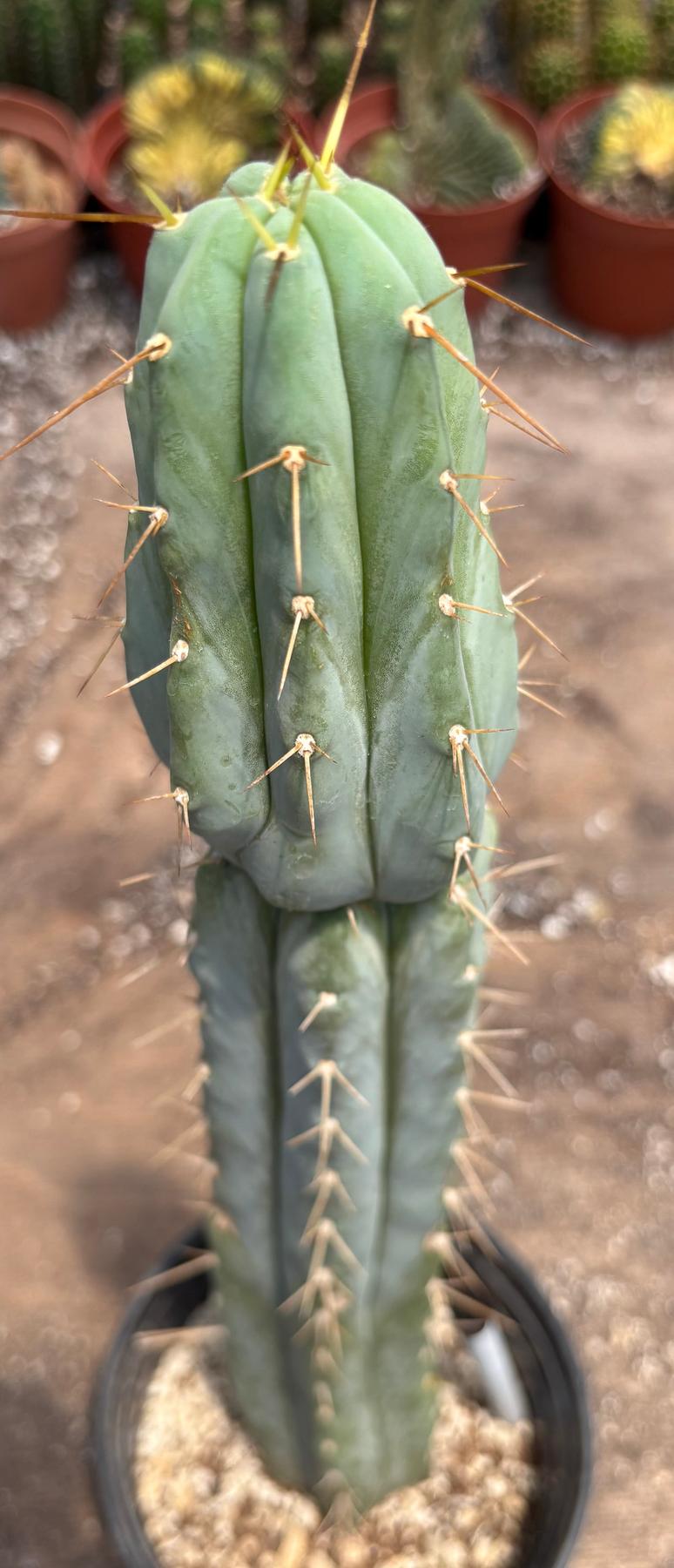 #EC117 EXACT Trichocereus Bridgesii JADA Cactus 18.5”-Cactus - Large - Exact-The Succulent Source