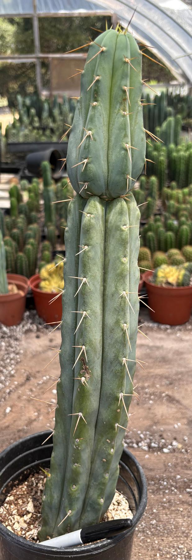 #EC117 EXACT Trichocereus Bridgesii JADA Cactus 18.5”-Cactus - Large - Exact-The Succulent Source