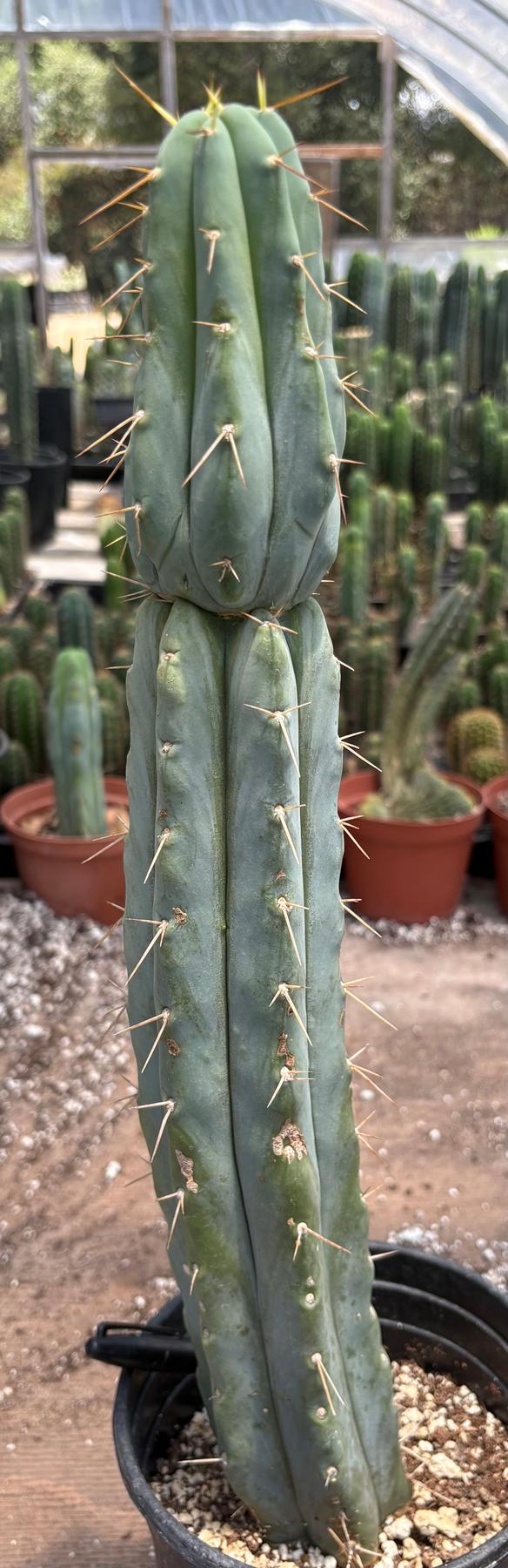 #EC117 EXACT Trichocereus Bridgesii JADA Cactus 18.5”-Cactus - Large - Exact-The Succulent Source