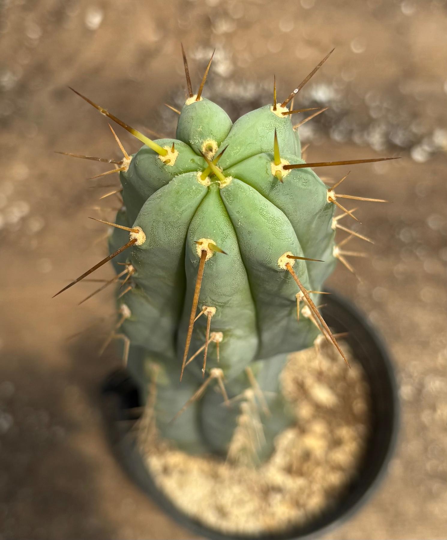 #EC117 EXACT Trichocereus Bridgesii JADA Cactus 18.5”-Cactus - Large - Exact-The Succulent Source