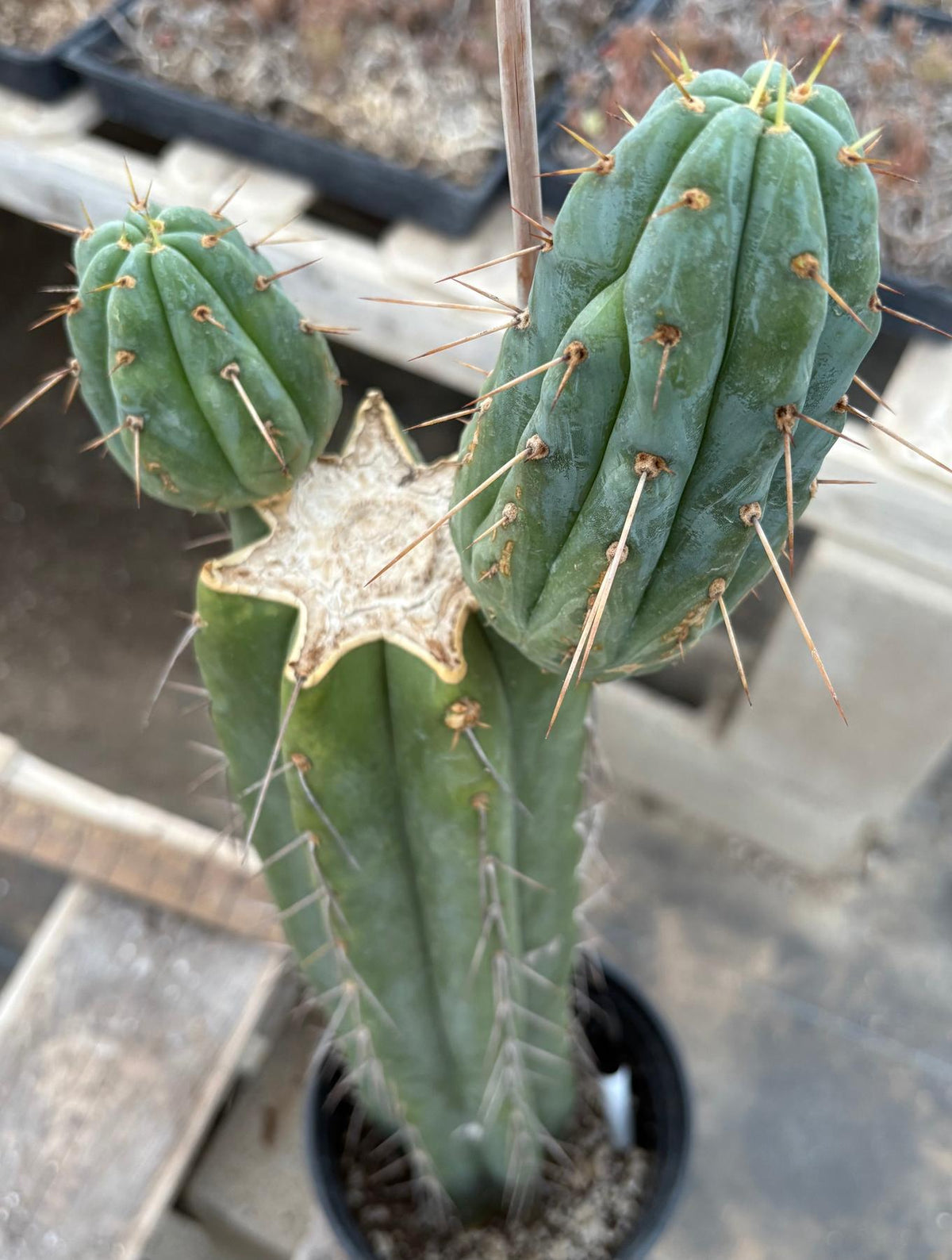 #EC117 EXACT Trichocereus Bridgesii JADA Cactus 21.5”-Cactus - Large - Exact-The Succulent Source