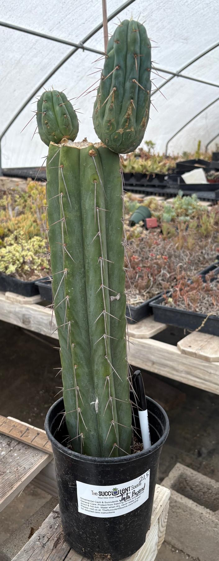 #EC117 EXACT Trichocereus Bridgesii JADA Cactus 21.5”-Cactus - Large - Exact-The Succulent Source