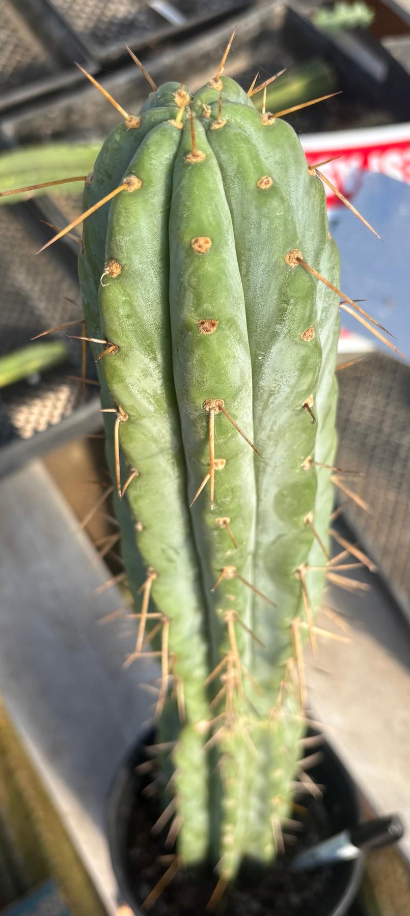 #EC117 EXACT Trichocereus Bridgesii JADA Cactus 22”-Cactus - Large - Exact-The Succulent Source