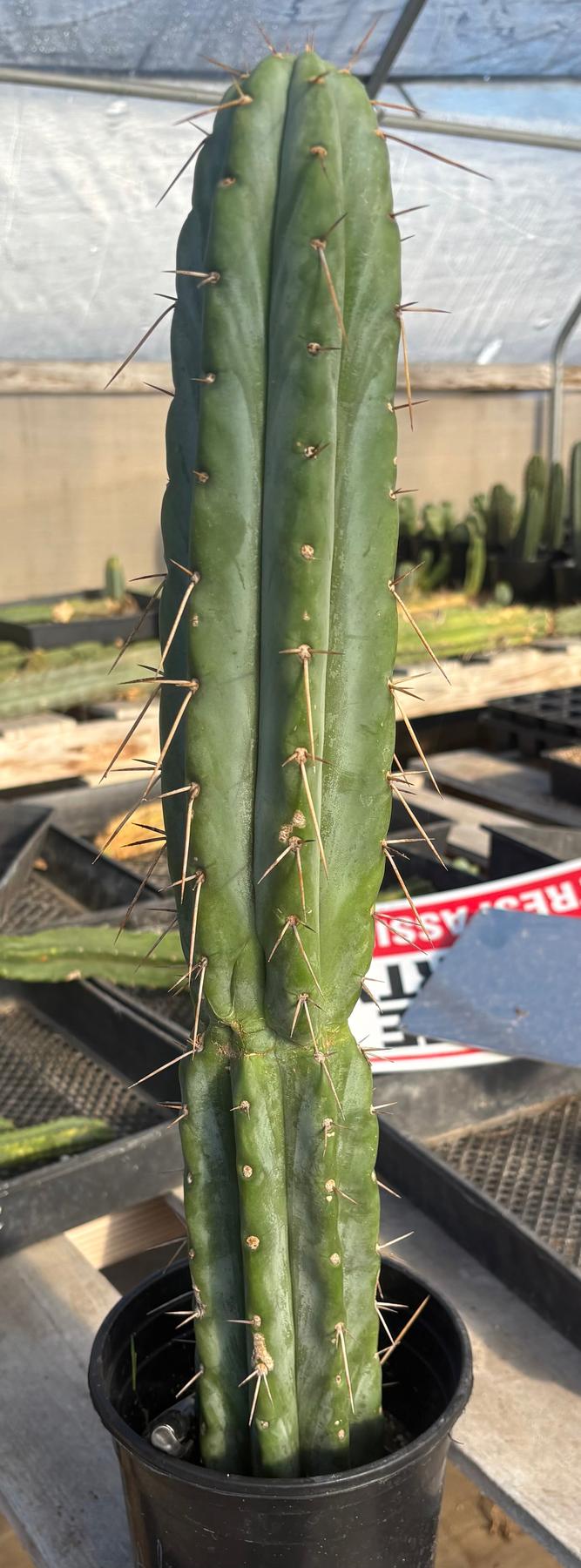 #EC117 EXACT Trichocereus Bridgesii JADA Cactus 22”-Cactus - Large - Exact-The Succulent Source