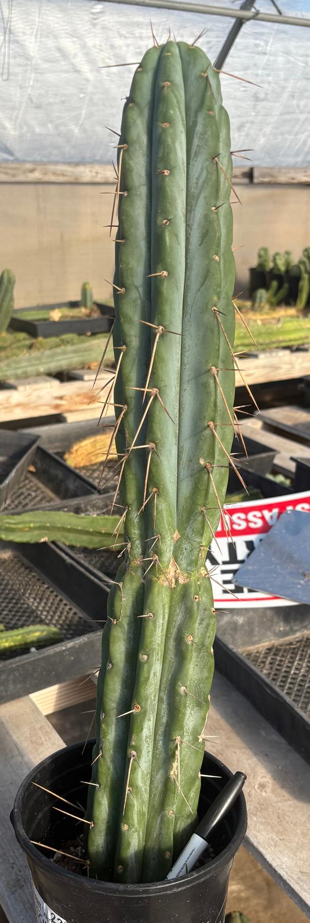 #EC117 EXACT Trichocereus Bridgesii JADA Cactus 22”-Cactus - Large - Exact-The Succulent Source