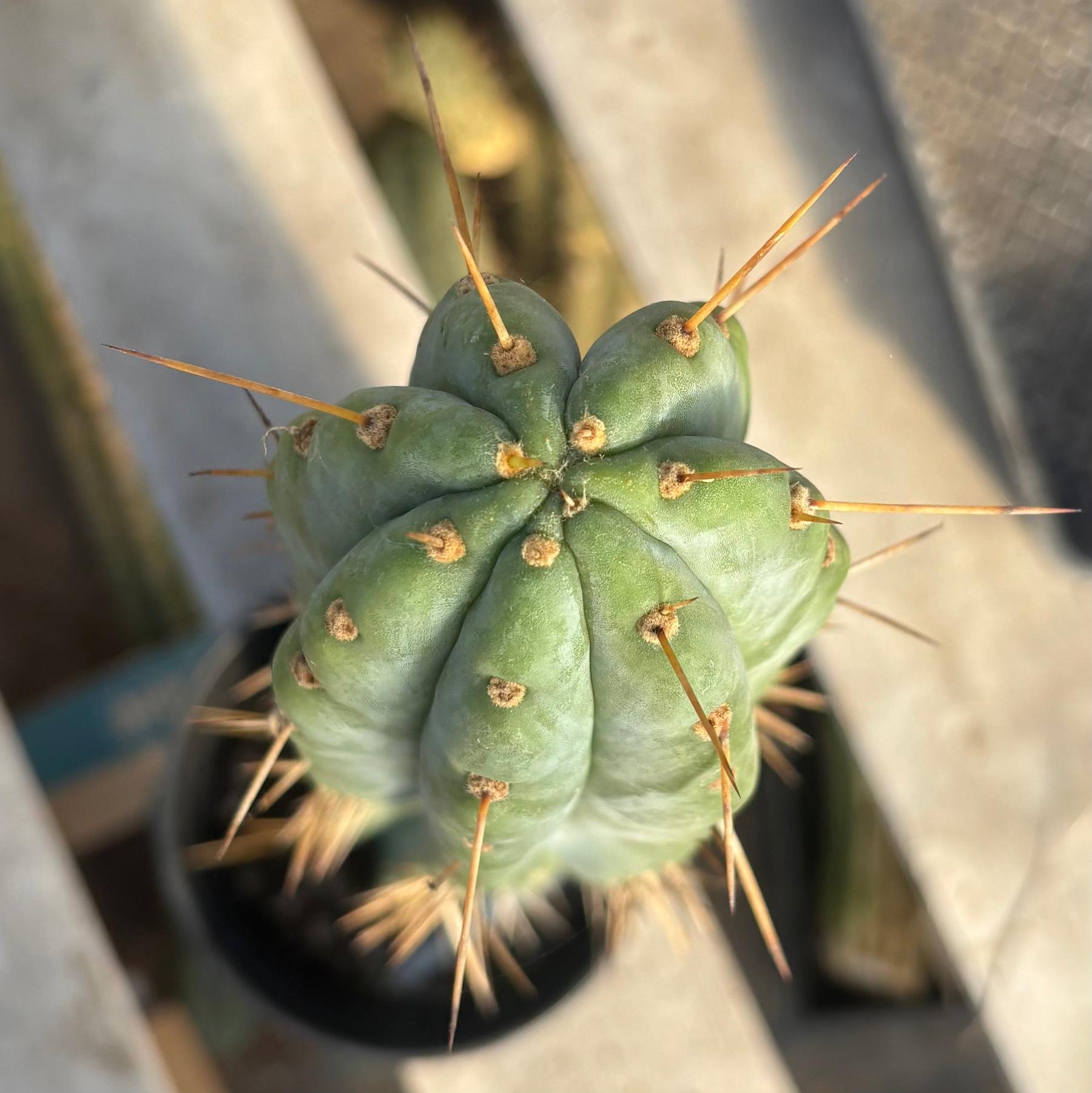 #EC117 EXACT Trichocereus Bridgesii JADA Cactus 22”-Cactus - Large - Exact-The Succulent Source