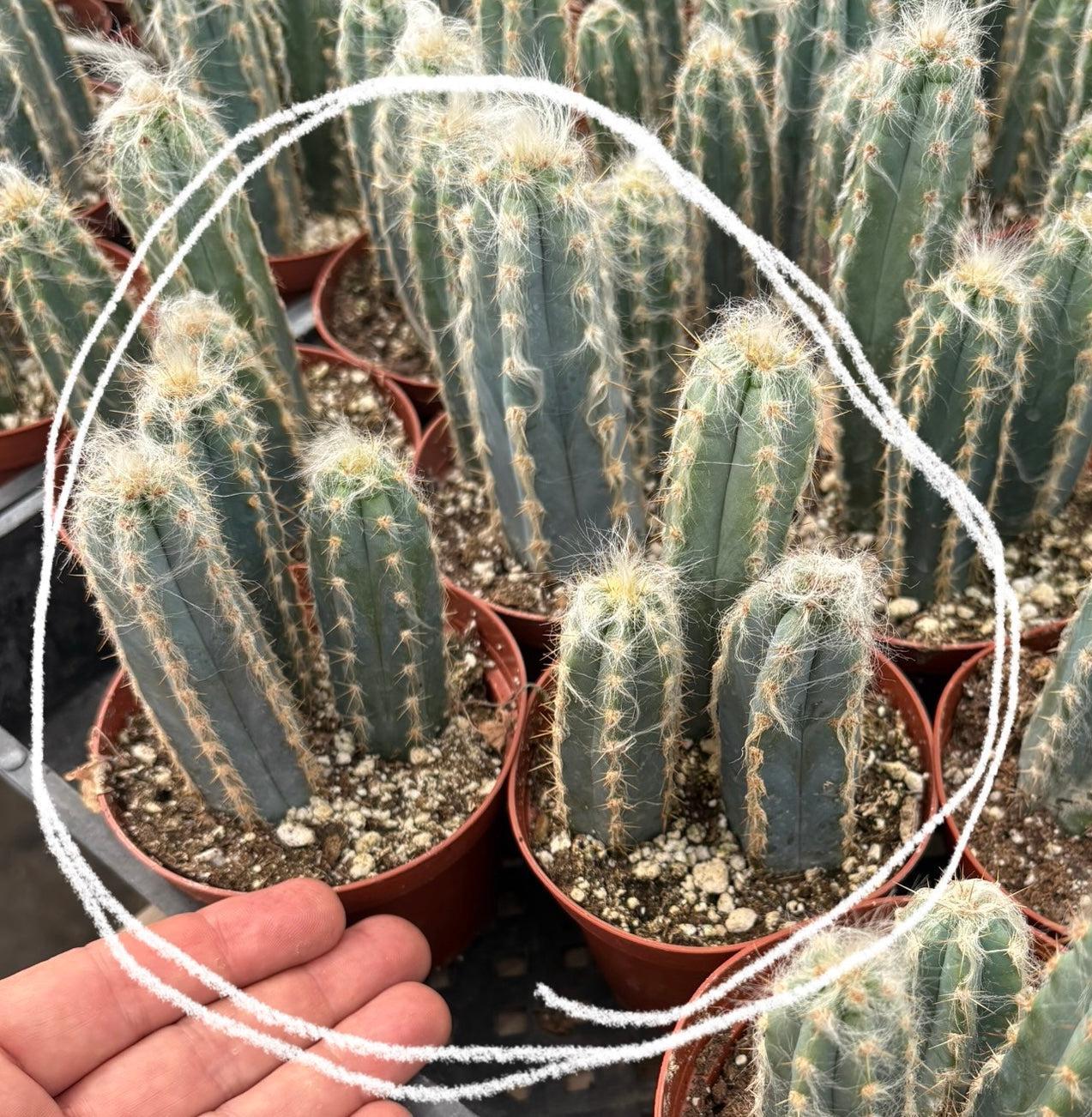 #EC118 Pilocereus Cactus Potted in 4" container-Cactus - Large - Exact-The Succulent Source