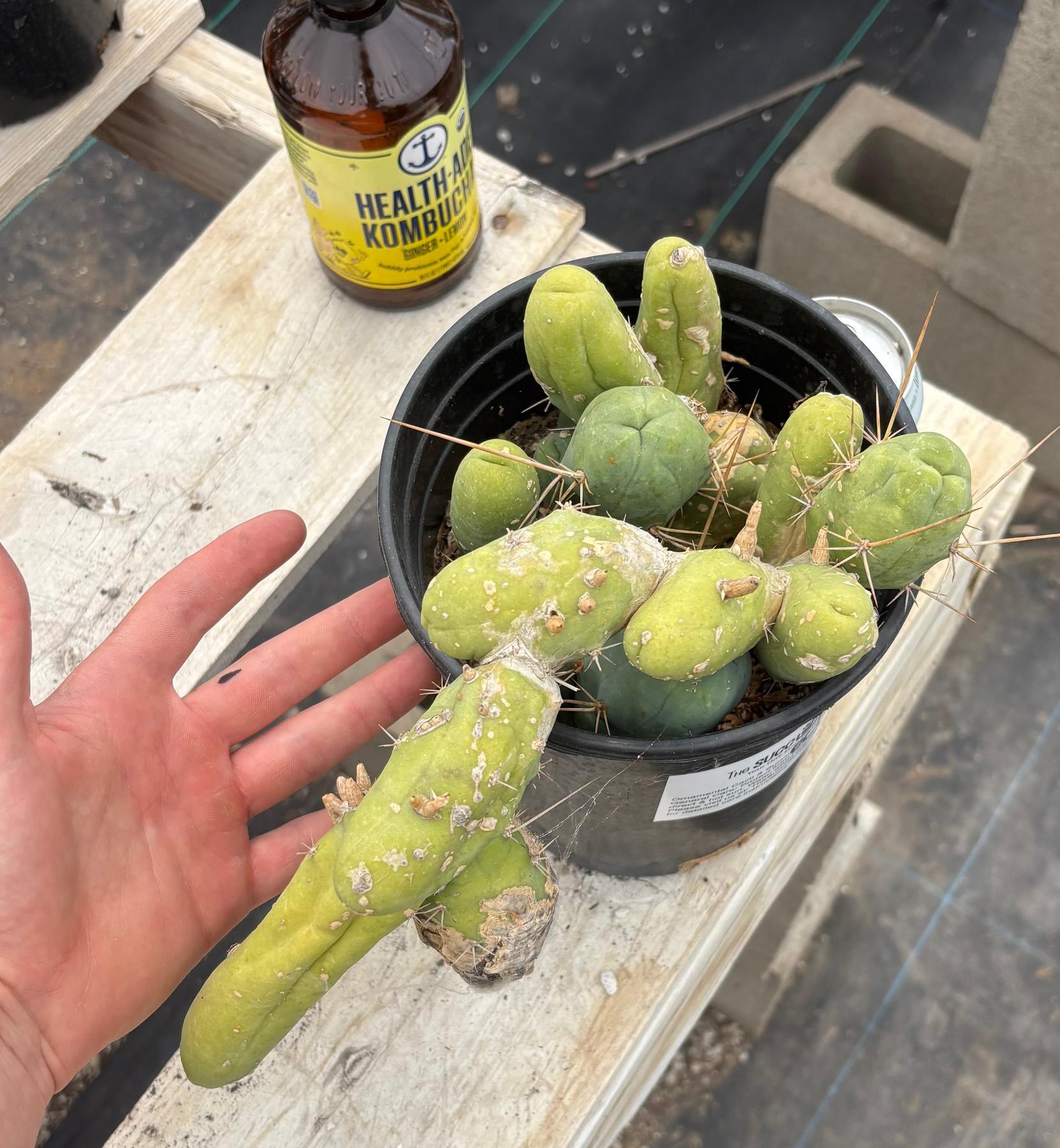#EC119 EXACT Trichocereus Bridgesii Monstrose TBM Ornamental Cactus 16+segs-Cactus - Large - Exact-The Succulent Source