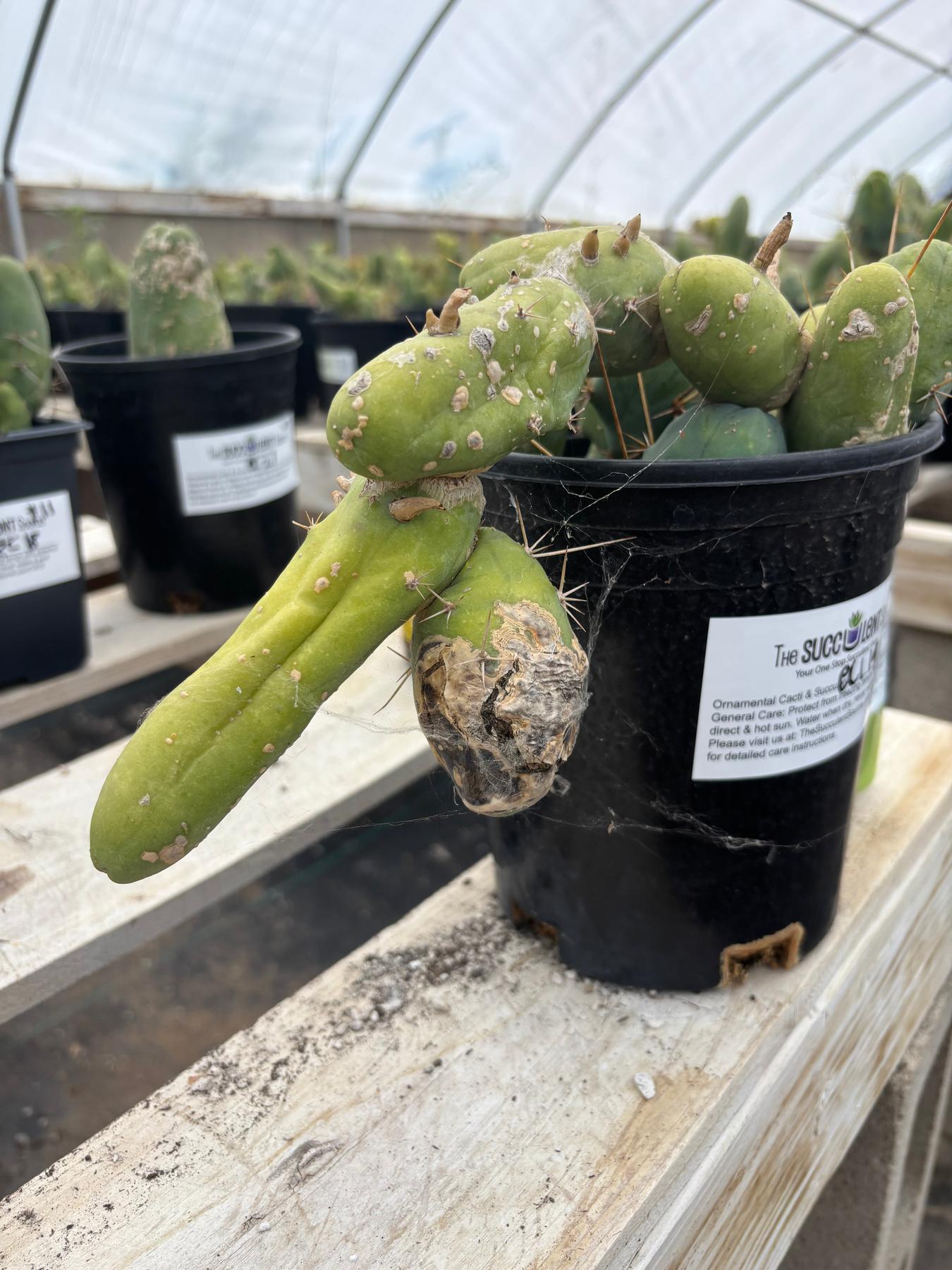 #EC119 EXACT Trichocereus Bridgesii Monstrose TBM Ornamental Cactus 16+segs-Cactus - Large - Exact-The Succulent Source