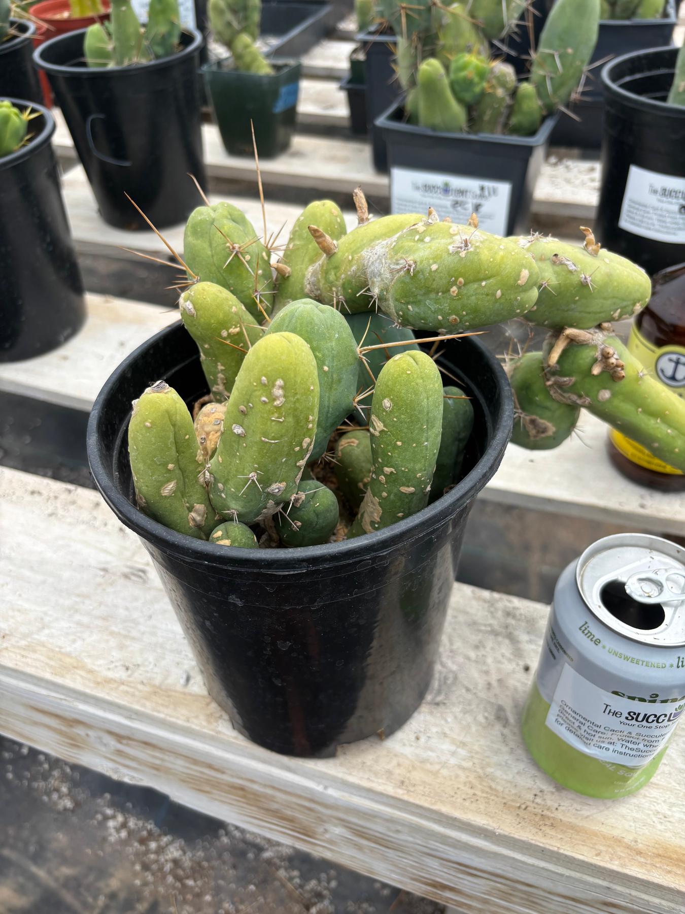 #EC119 EXACT Trichocereus Bridgesii Monstrose TBM Ornamental Cactus 16+segs-Cactus - Large - Exact-The Succulent Source