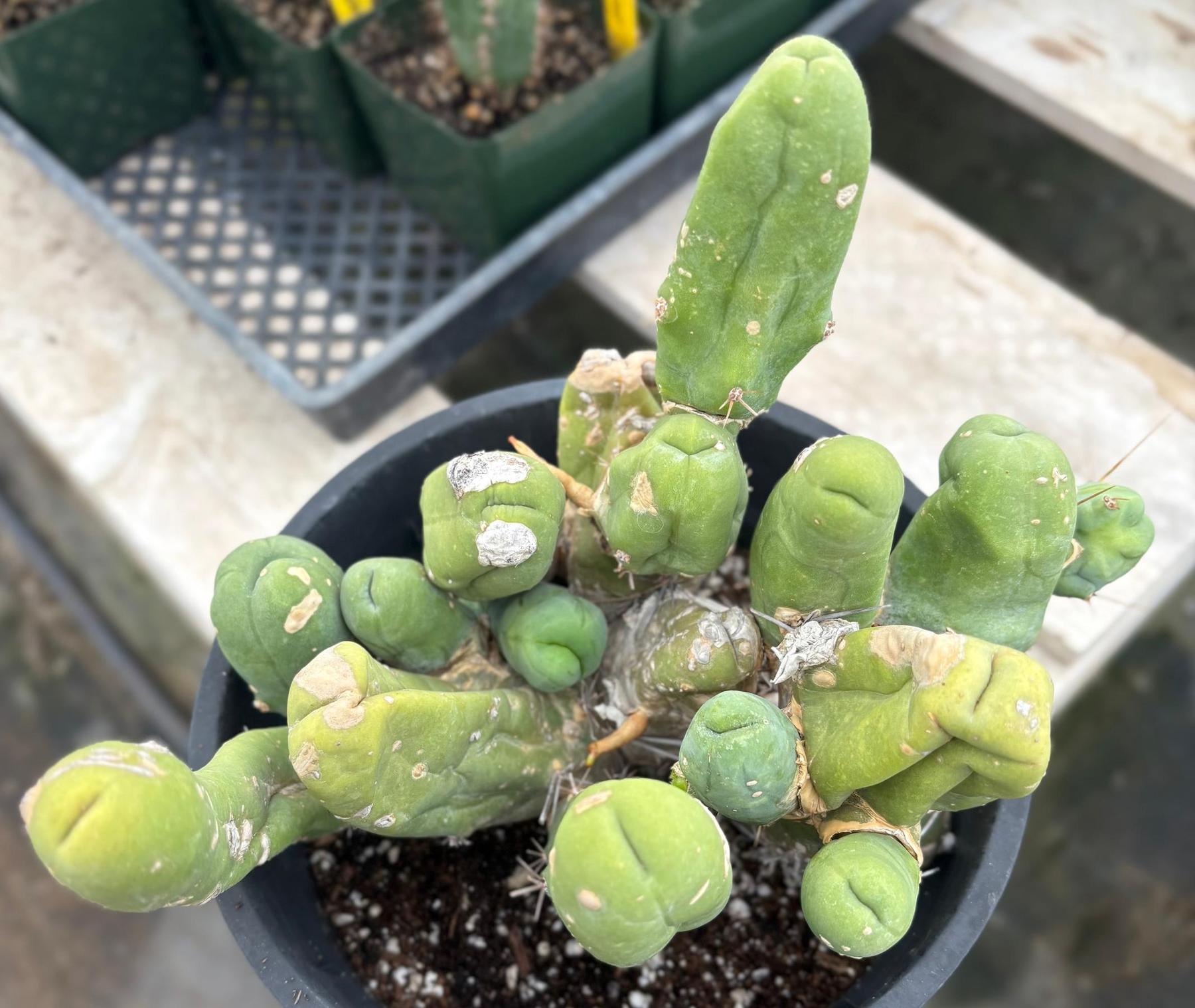 #EC119 EXACT Trichocereus Bridgesii Monstrose TBM Ornamental Cactus 18+ segs-Cactus - Large - Exact-The Succulent Source