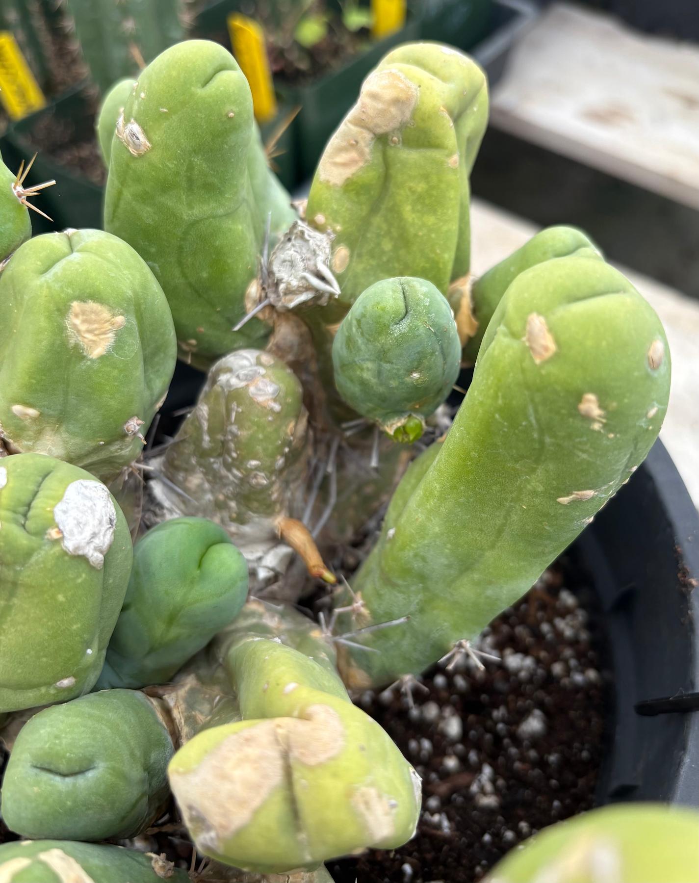 #EC119 EXACT Trichocereus Bridgesii Monstrose TBM Ornamental Cactus 18+ segs-Cactus - Large - Exact-The Succulent Source