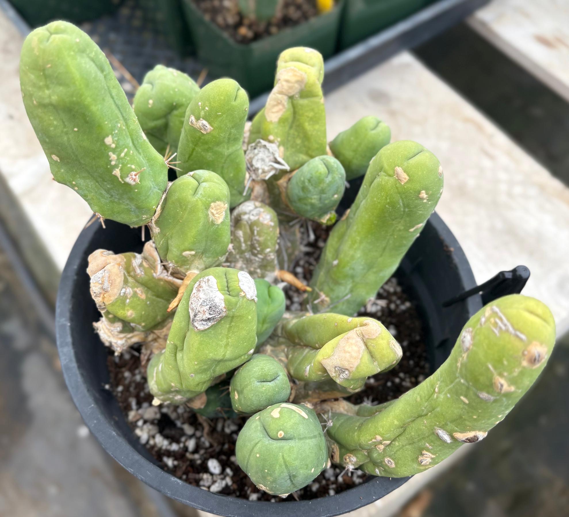 #EC119 EXACT Trichocereus Bridgesii Monstrose TBM Ornamental Cactus 18+ segs-Cactus - Large - Exact-The Succulent Source