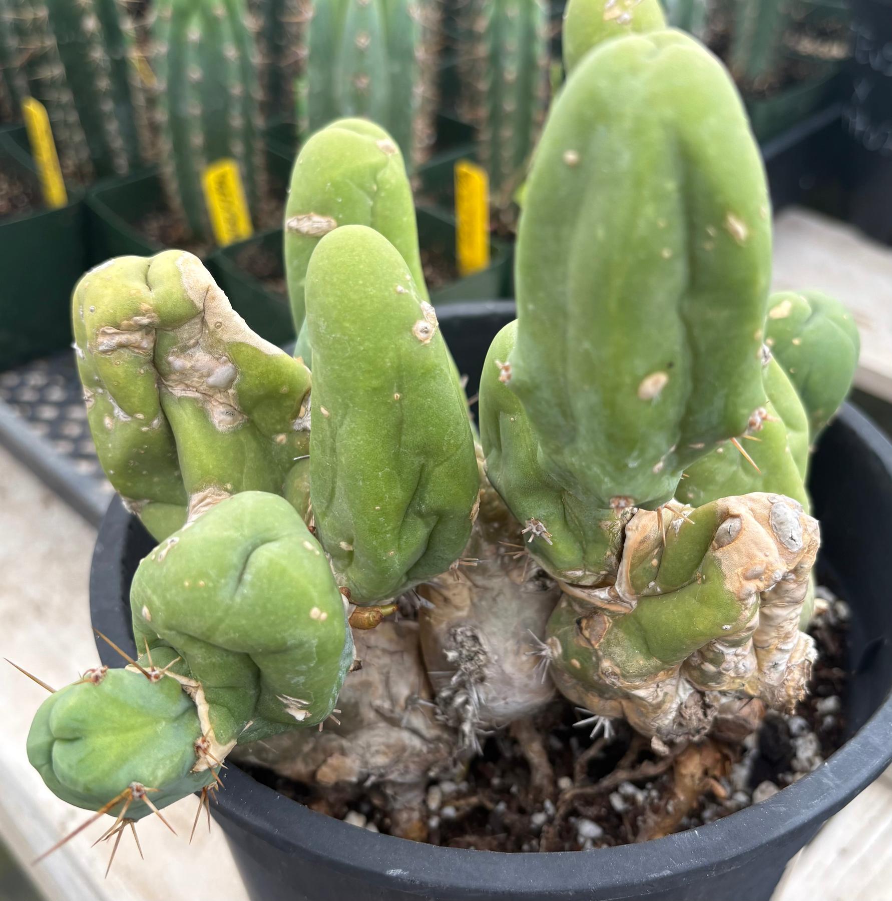 #EC119 EXACT Trichocereus Bridgesii Monstrose TBM Ornamental Cactus 18+ segs-Cactus - Large - Exact-The Succulent Source