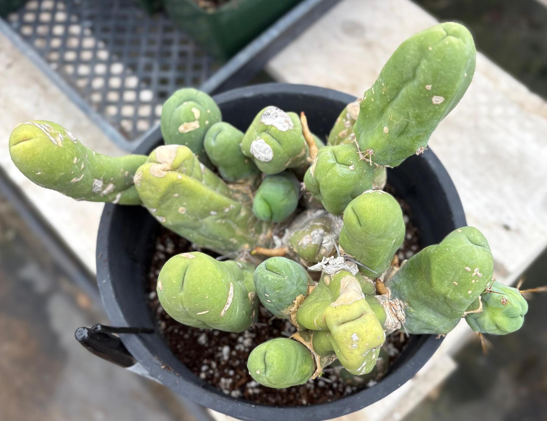 #EC119 EXACT Trichocereus Bridgesii Monstrose TBM Ornamental Cactus 18+ segs-Cactus - Large - Exact-The Succulent Source