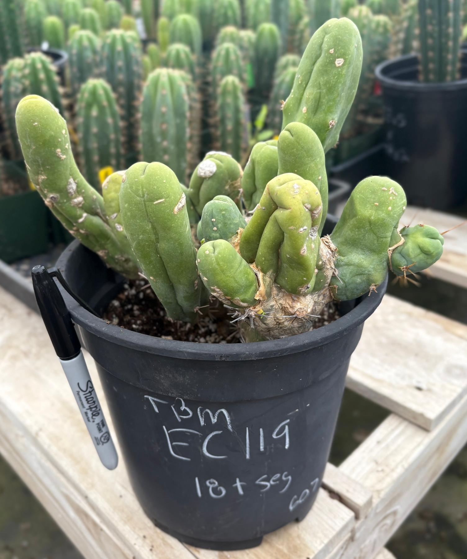 #EC119 EXACT Trichocereus Bridgesii Monstrose TBM Ornamental Cactus 18+ segs-Cactus - Large - Exact-The Succulent Source