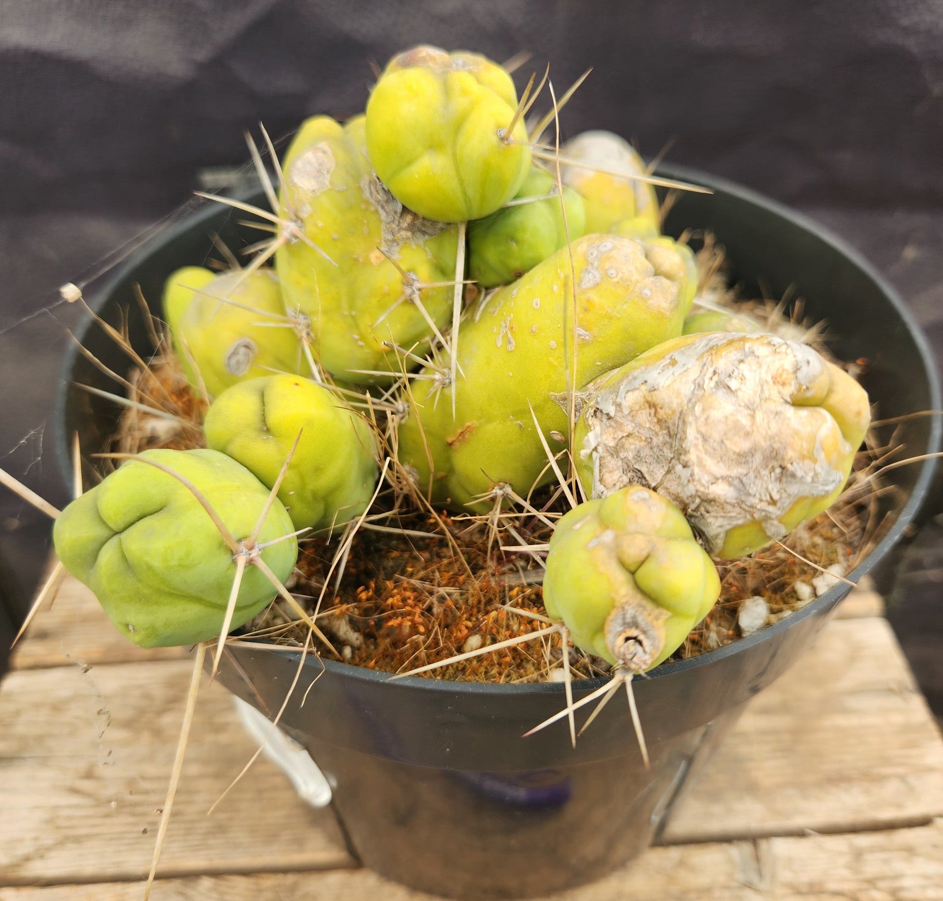 #EC119 EXACT Trichocereus Bridgesii Monstrose TBM Ornamental Cactus-Cactus - Large - Exact-The Succulent Source
