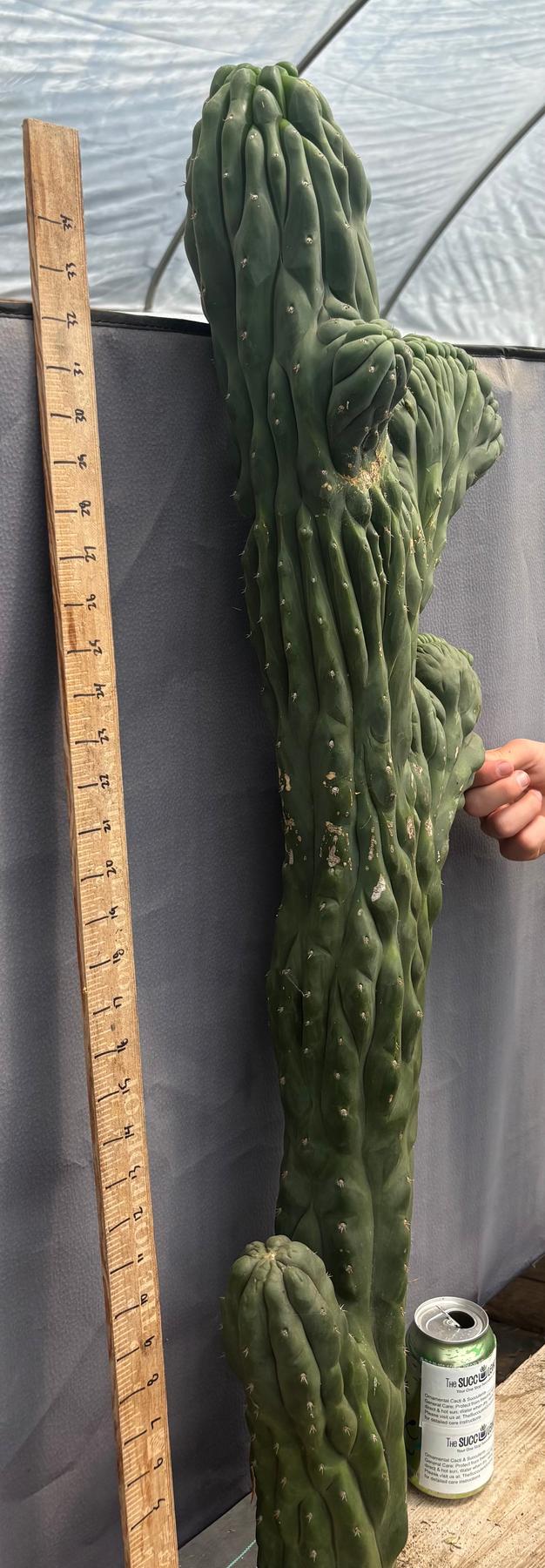 #EC12 EXACT Crested Trichocereus Pachanoi Cactus Cutting-Cactus - Large - Exact-The Succulent Source