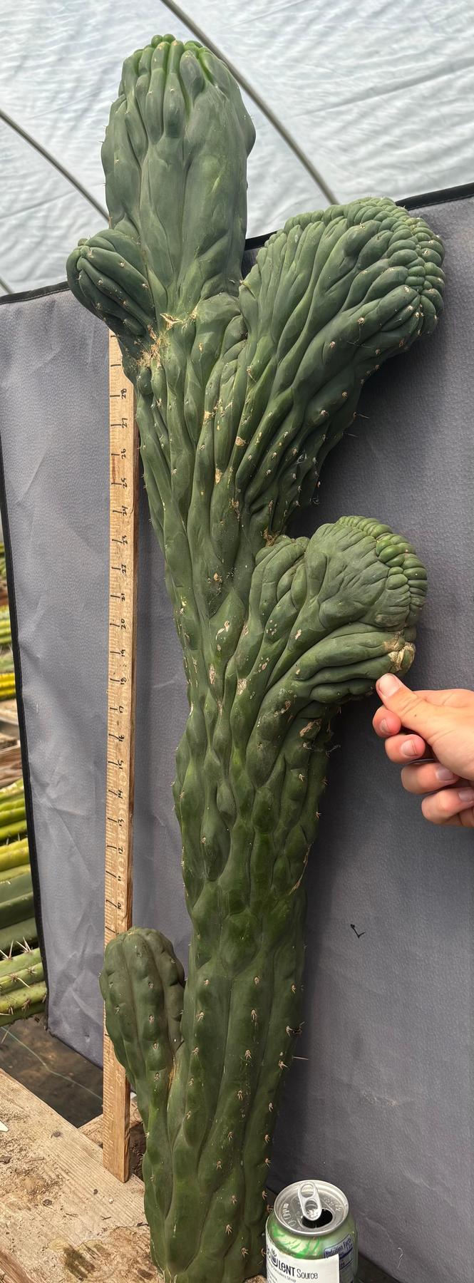 #EC12 EXACT Crested Trichocereus Pachanoi Cactus Cutting-Cactus - Large - Exact-The Succulent Source
