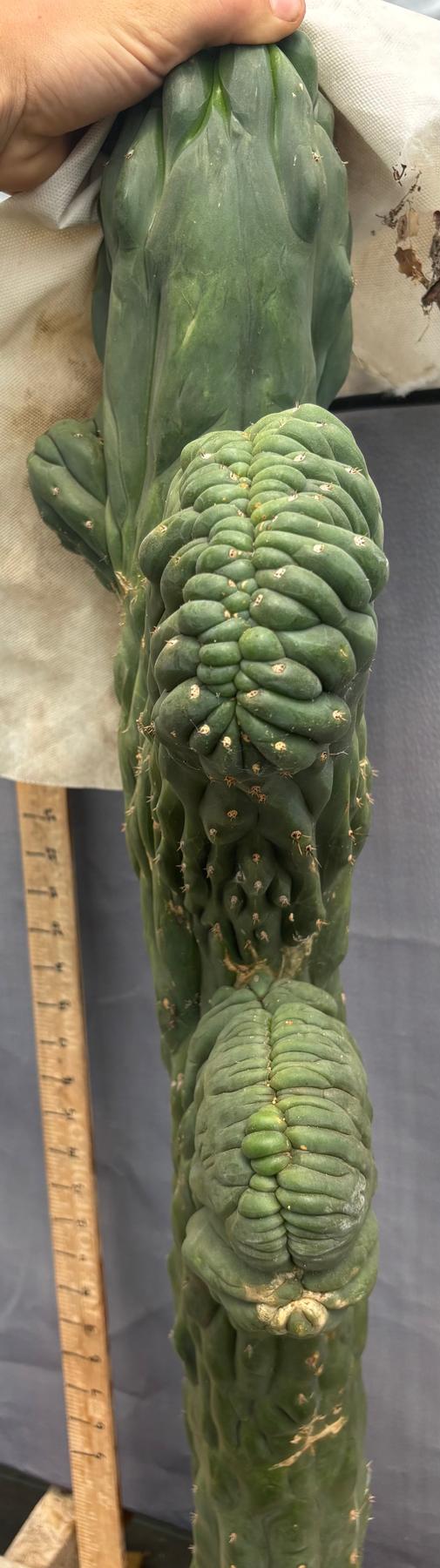 #EC12 EXACT Crested Trichocereus Pachanoi Cactus Cutting-Cactus - Large - Exact-The Succulent Source