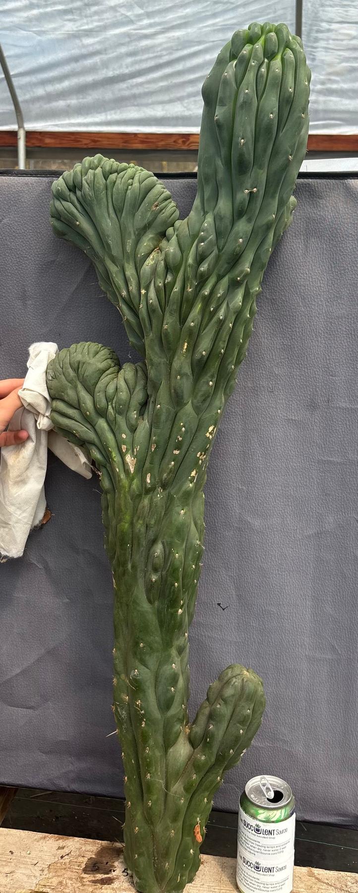 #EC12 EXACT Crested Trichocereus Pachanoi Cactus Cutting-Cactus - Large - Exact-The Succulent Source