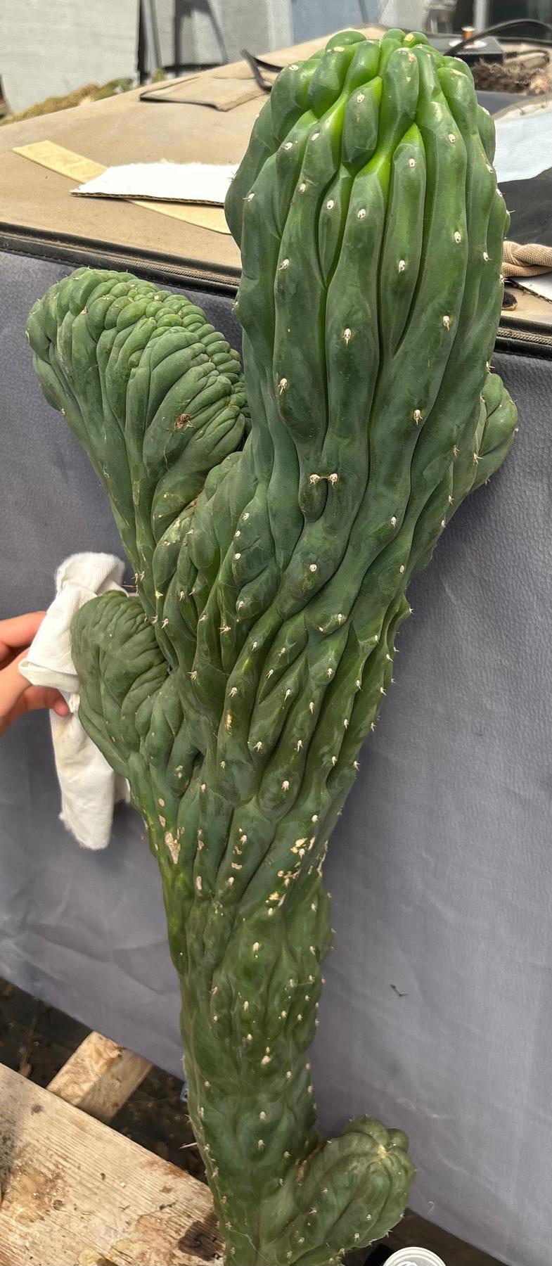 #EC12 EXACT Crested Trichocereus Pachanoi Cactus Cutting-Cactus - Large - Exact-The Succulent Source