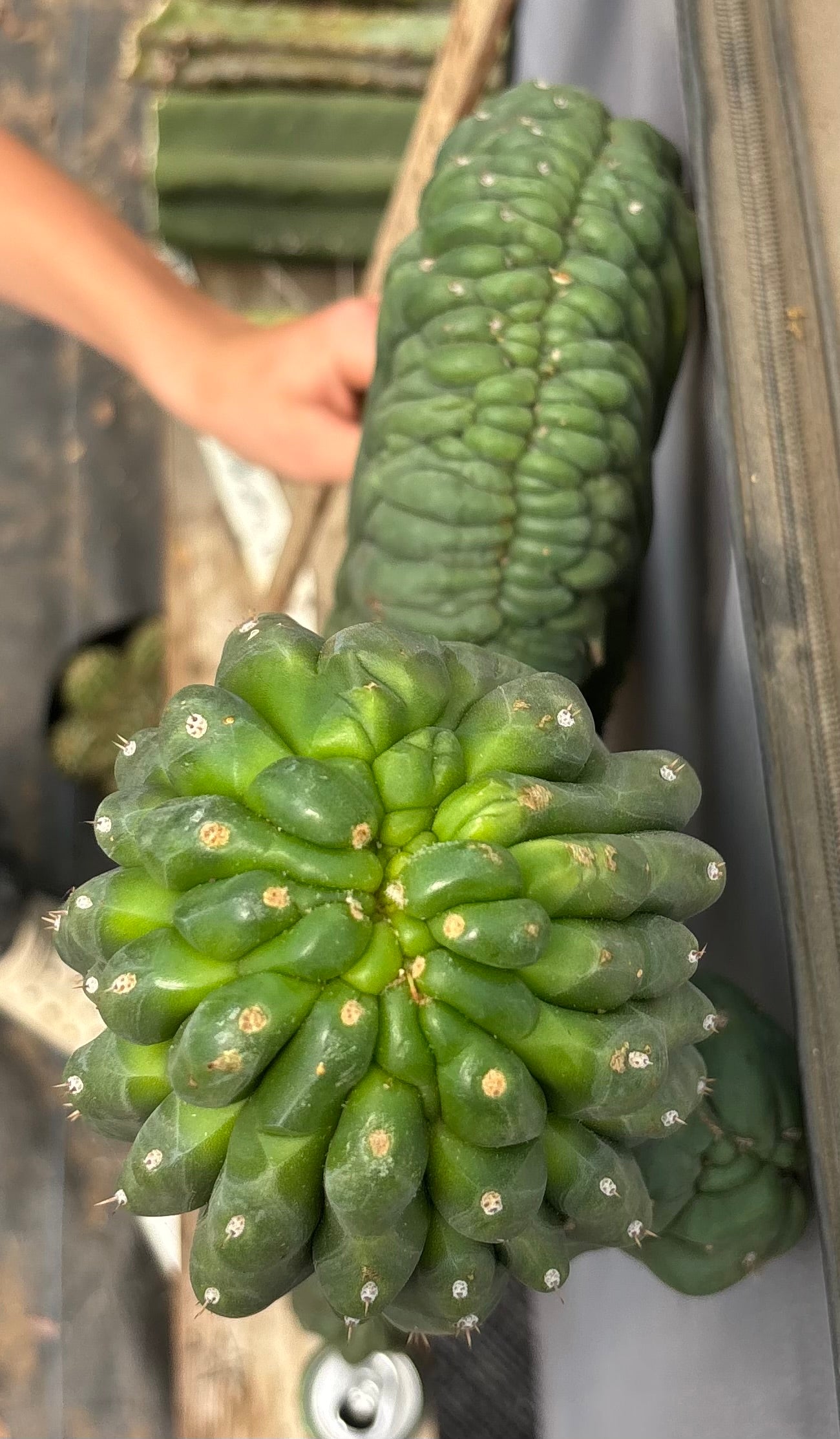 #EC12 EXACT Crested Trichocereus Pachanoi Cactus Cutting-Cactus - Large - Exact-The Succulent Source