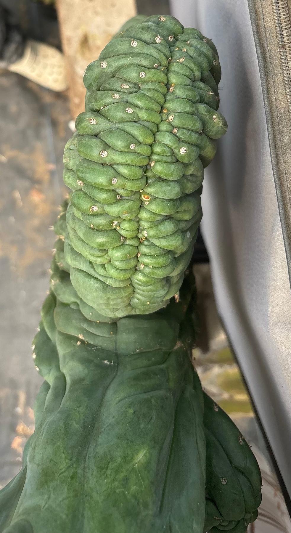 #EC12 EXACT Crested Trichocereus Pachanoi Cactus Cutting-Cactus - Large - Exact-The Succulent Source