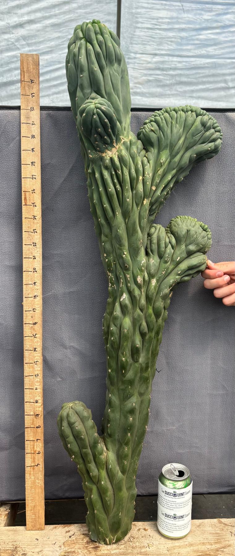 #EC12 EXACT Crested Trichocereus Pachanoi Cactus Cutting-Cactus - Large - Exact-The Succulent Source