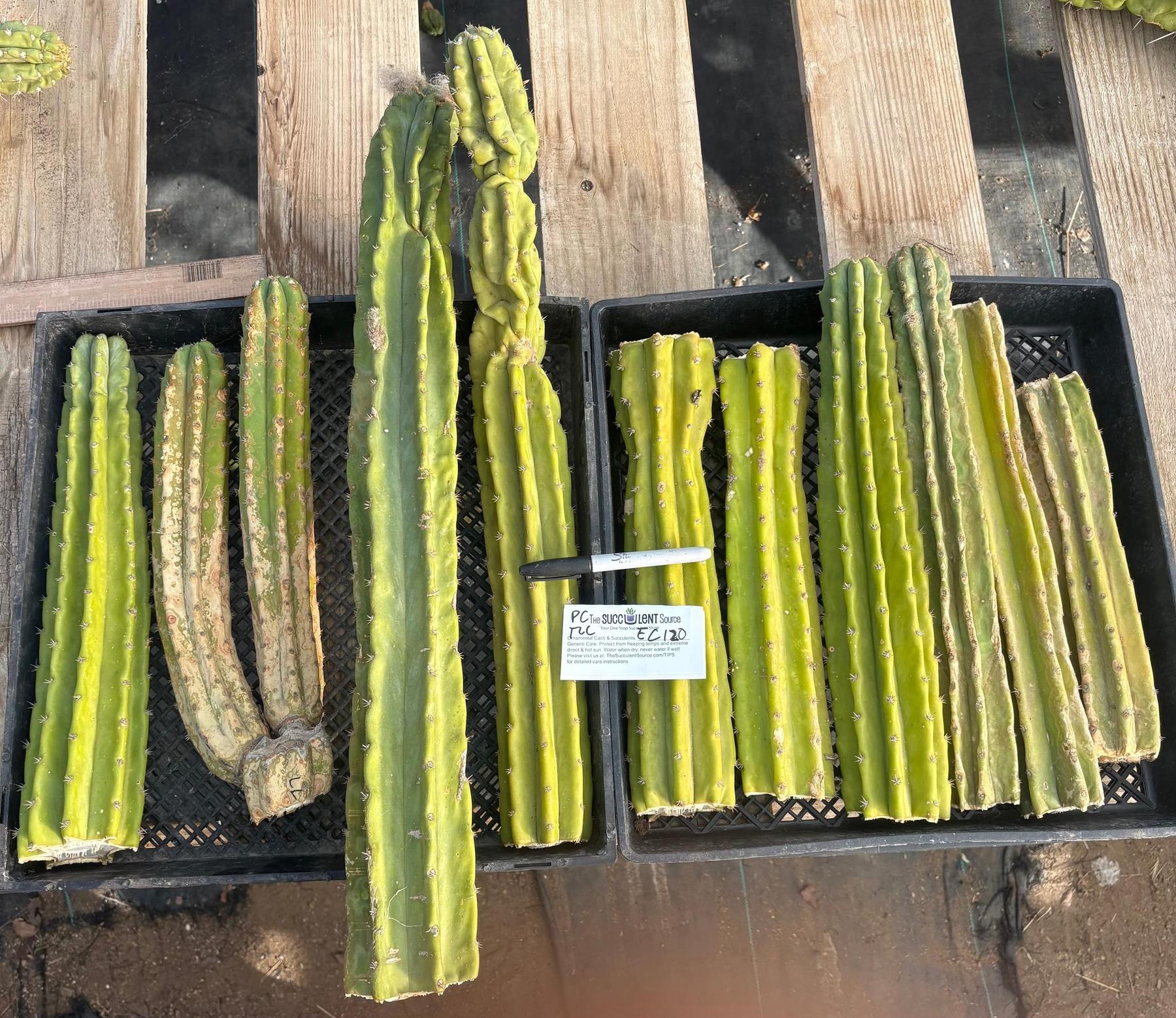 #EC120 EXACT Trichocereus Pachanoi PC Cactus TLC Lot-Cactus - Large - Exact-The Succulent Source