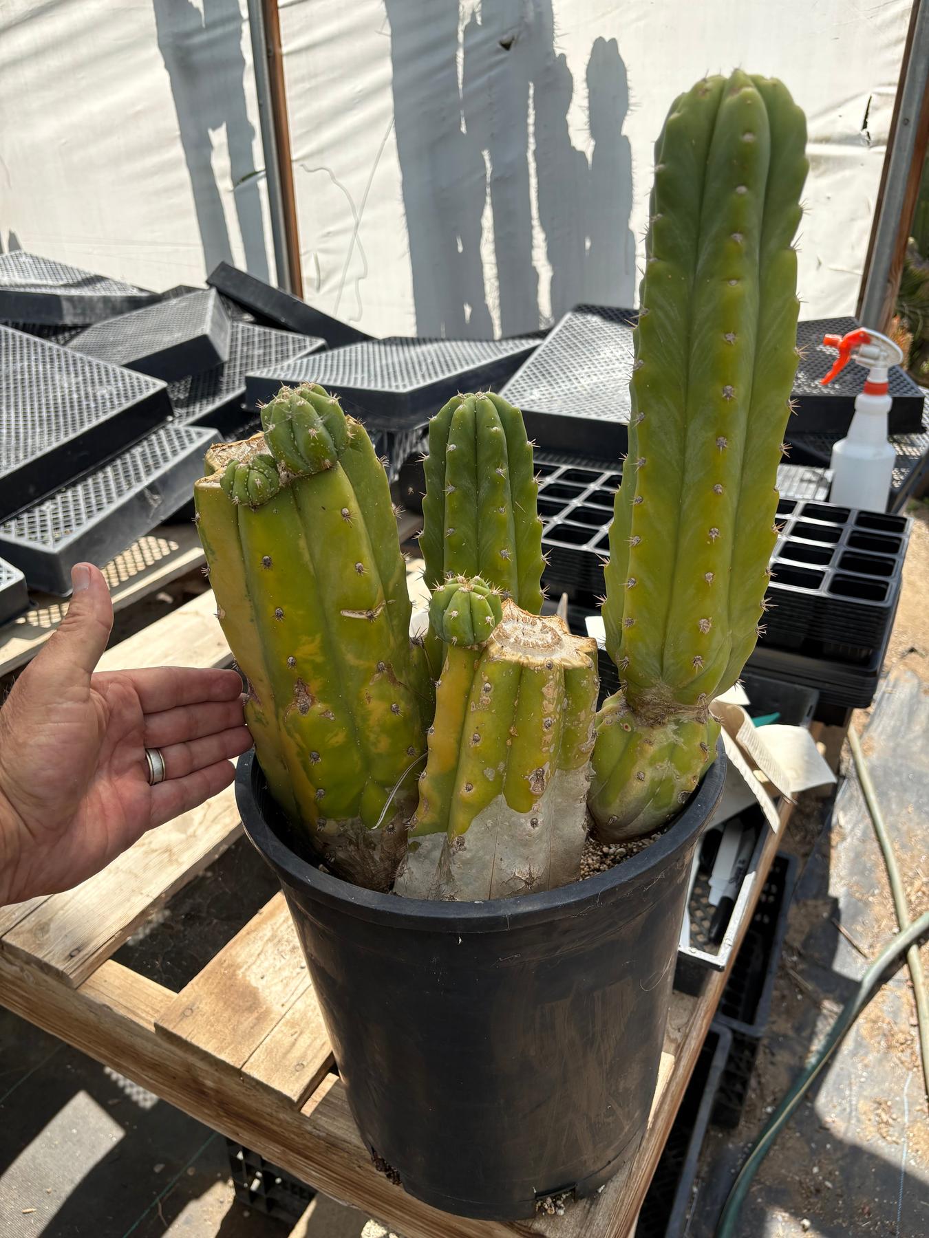#EC120 EXACT Trichocereus Pachanoi PC Variegated Cactus potted TLC scale-Cactus - Large - Exact-The Succulent Source