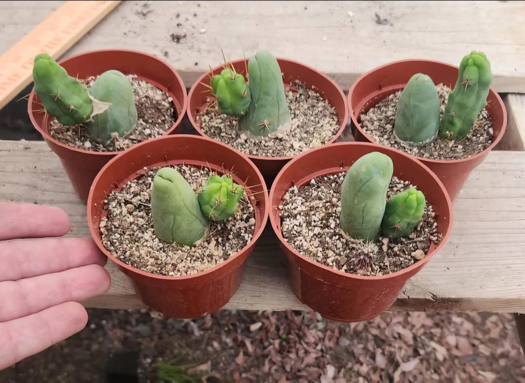 #EC121 Reddit TBM w pups in 4" container special-Cactus - Large - Exact-The Succulent Source